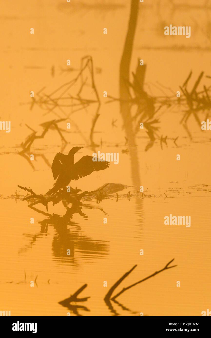 Kormoran in Silhouette flattern ihre Flügel im Nebel der Morgenröte Stockfoto