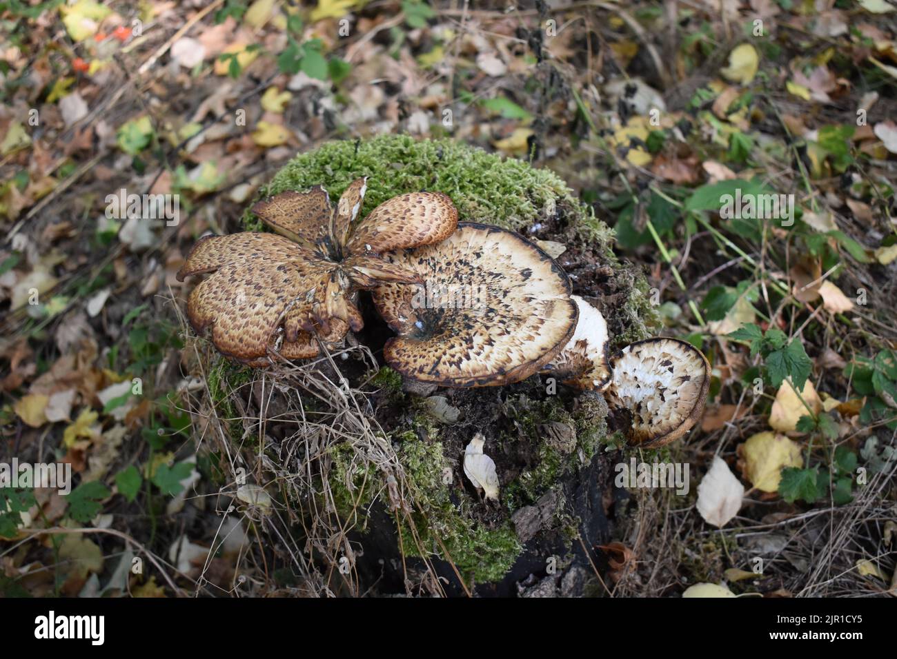 Pilze auf einem Baumstumpf. Stockfoto
