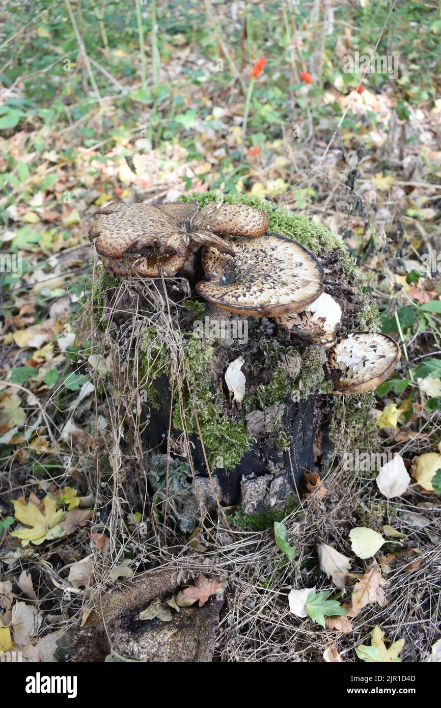 Baumstumpf mit Pilzen Stockfoto
