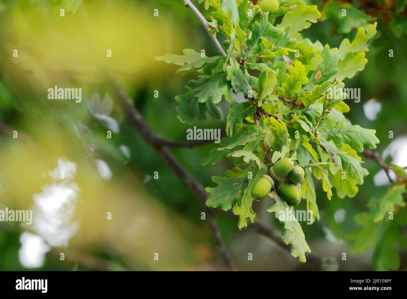 Nahaufnahme von Eicheln auf einer Eiche, frühe Herbstanzeichen Stockfoto