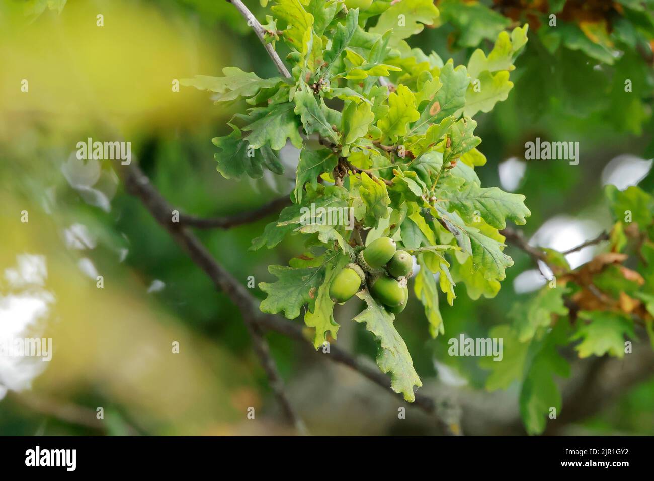 Nahaufnahme von Eicheln auf einer Eiche, frühe Herbstanzeichen Stockfoto