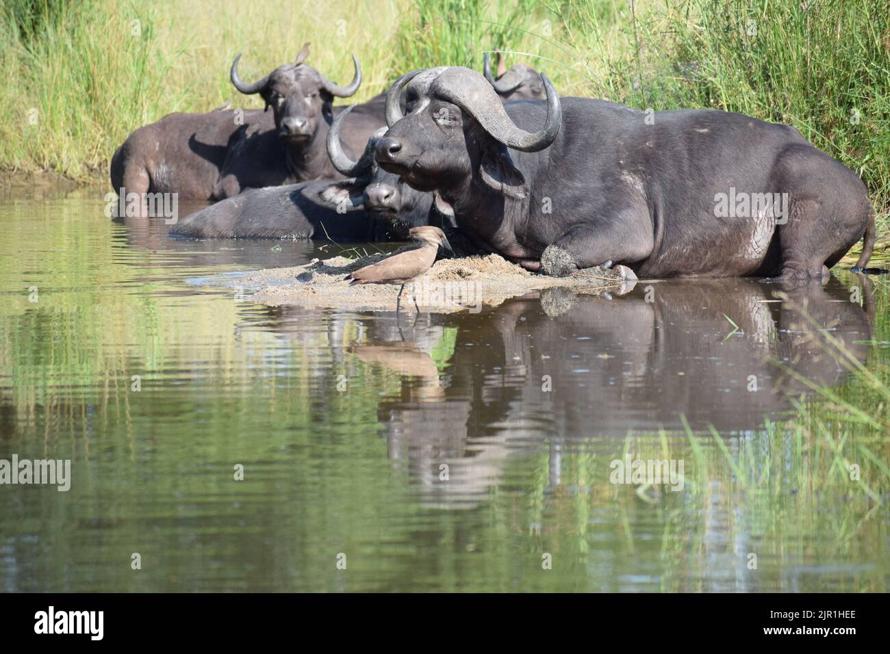 Buffalo ruht und reflektiert im Fluss, ohne dass Hamerkop davon Kenntnis nimmt Stockfoto