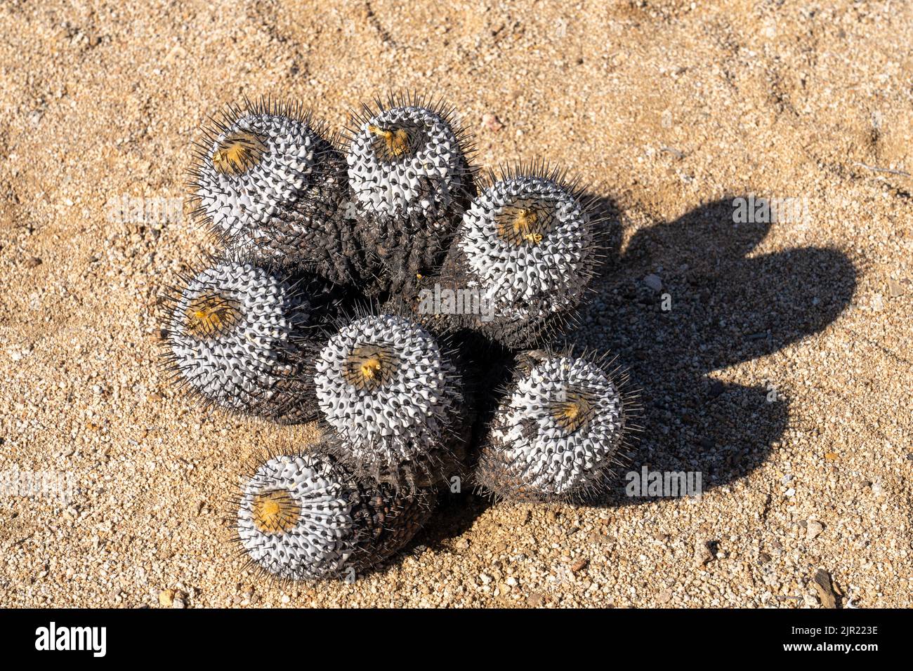 Copiapoa cinerea, Unterart Columna alba, Kaktus im Nationalpark Pan de