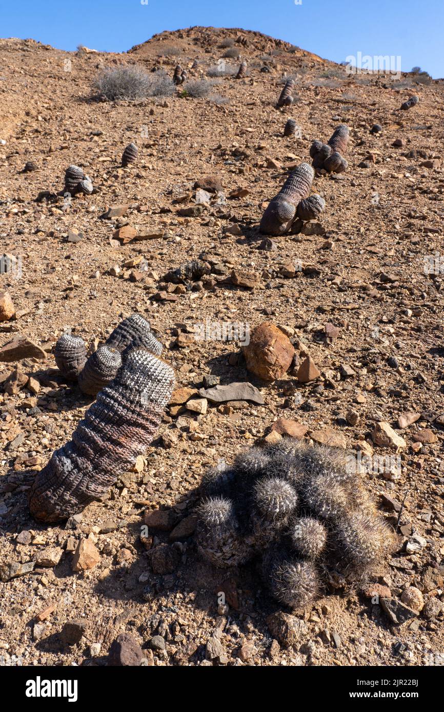 Copiapoa cinerea und Copiapoa cinerascens Kakteen im Nationalpark Pan