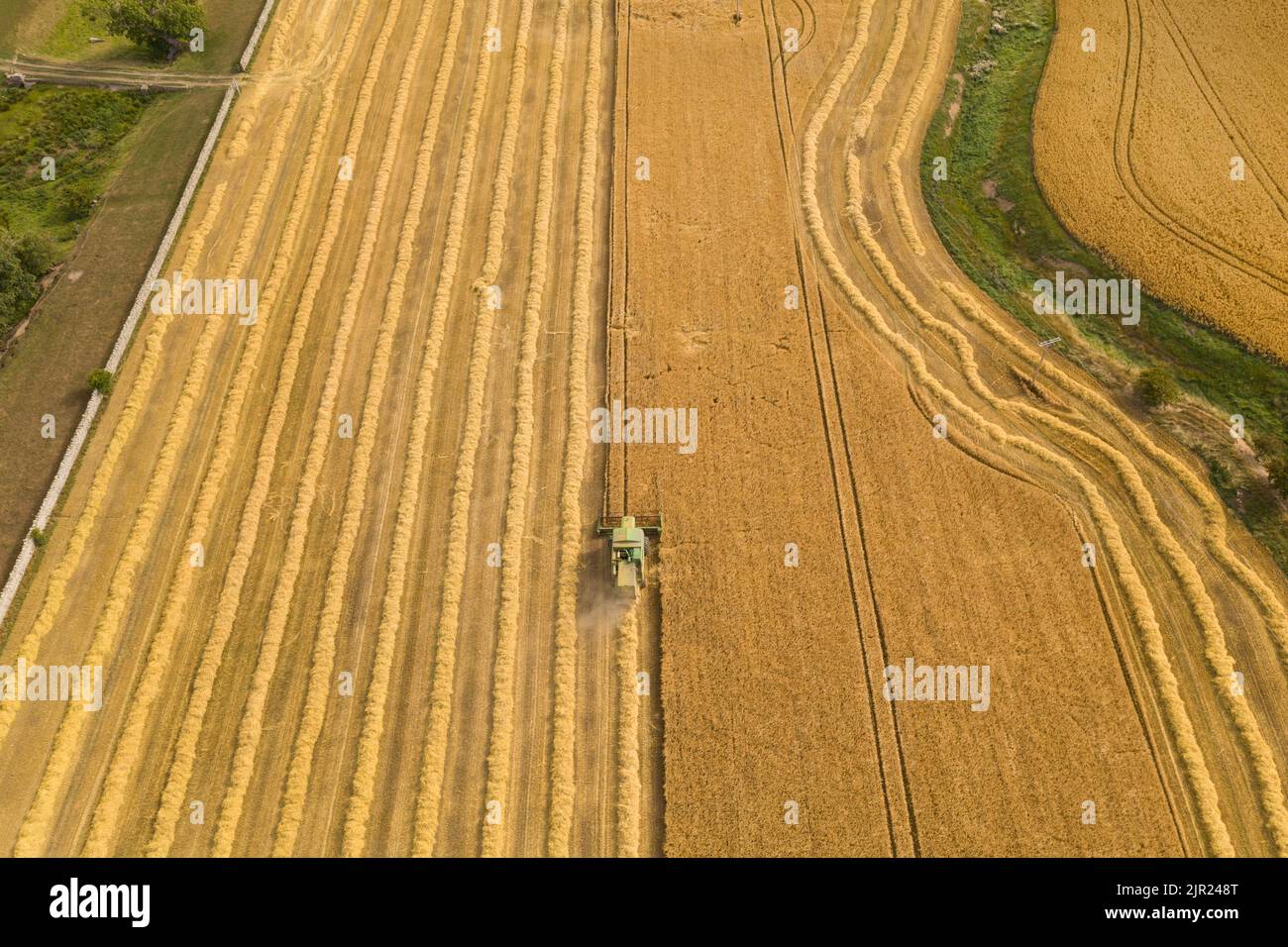 Mähdrescher Ernte Getreideernte, Nordengland, Großbritannien Stockfoto