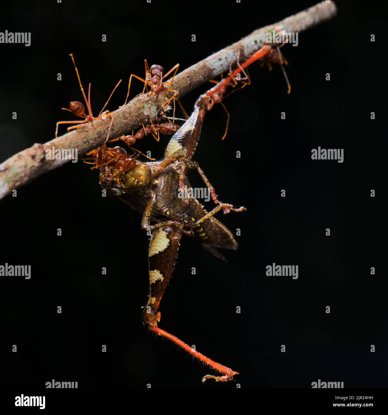 Schöne Ameisen in einem Park in Ho Chi Minh City Stockfoto