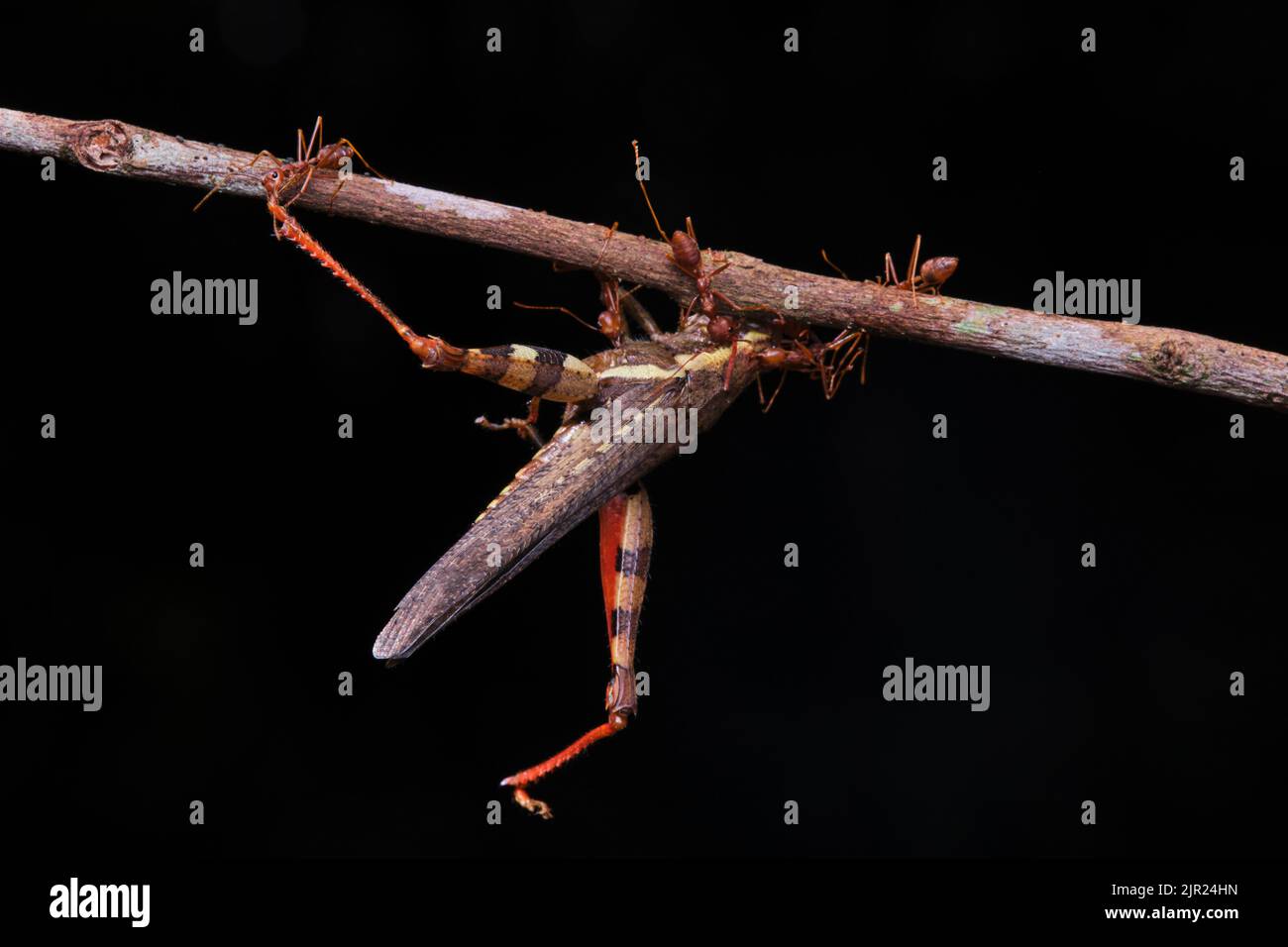 Schöne Ameisen in einem Park in Ho Chi Minh City Stockfoto