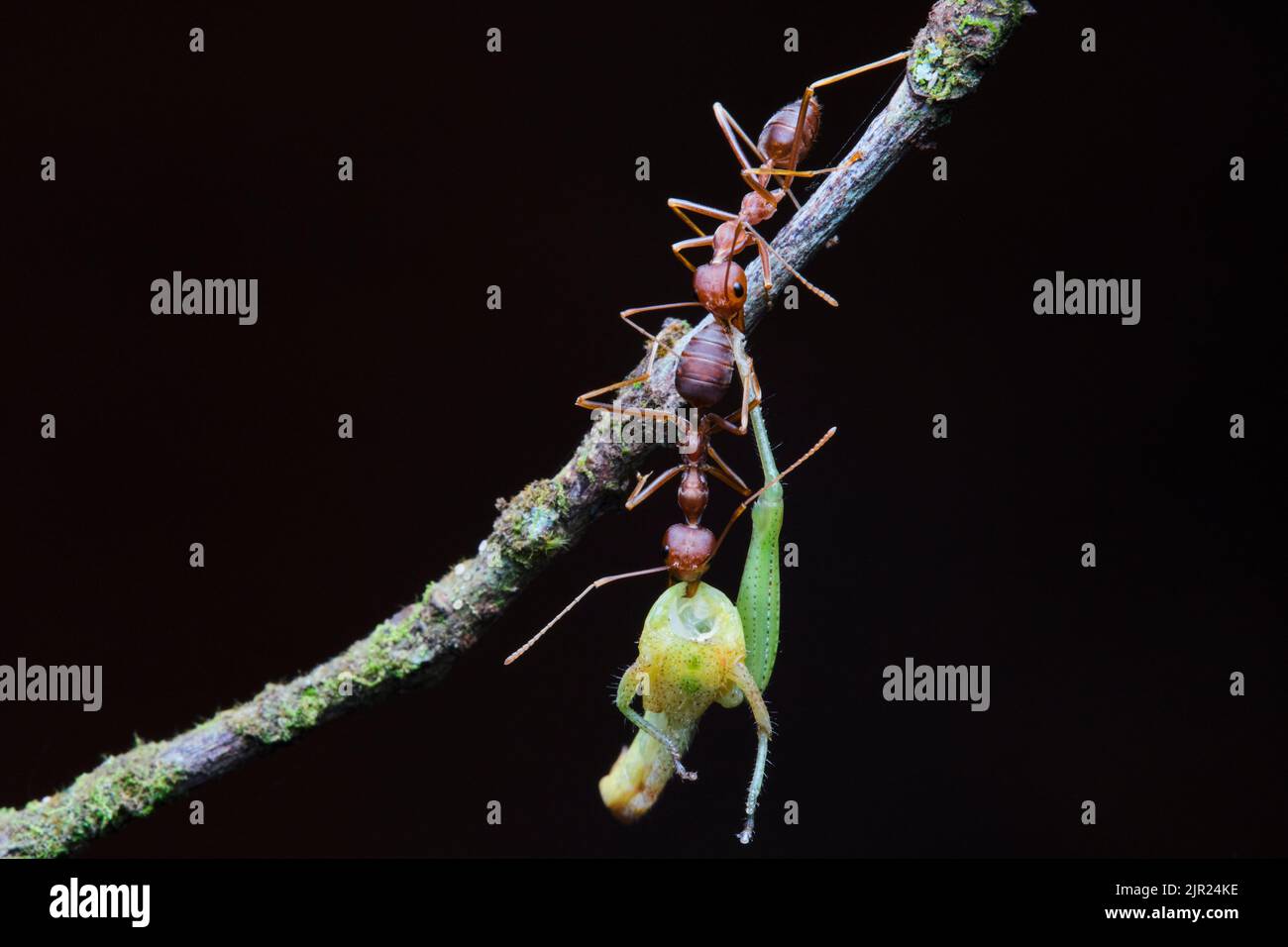 Schöne Ameisen in einem Park in Ho Chi Minh City Stockfoto