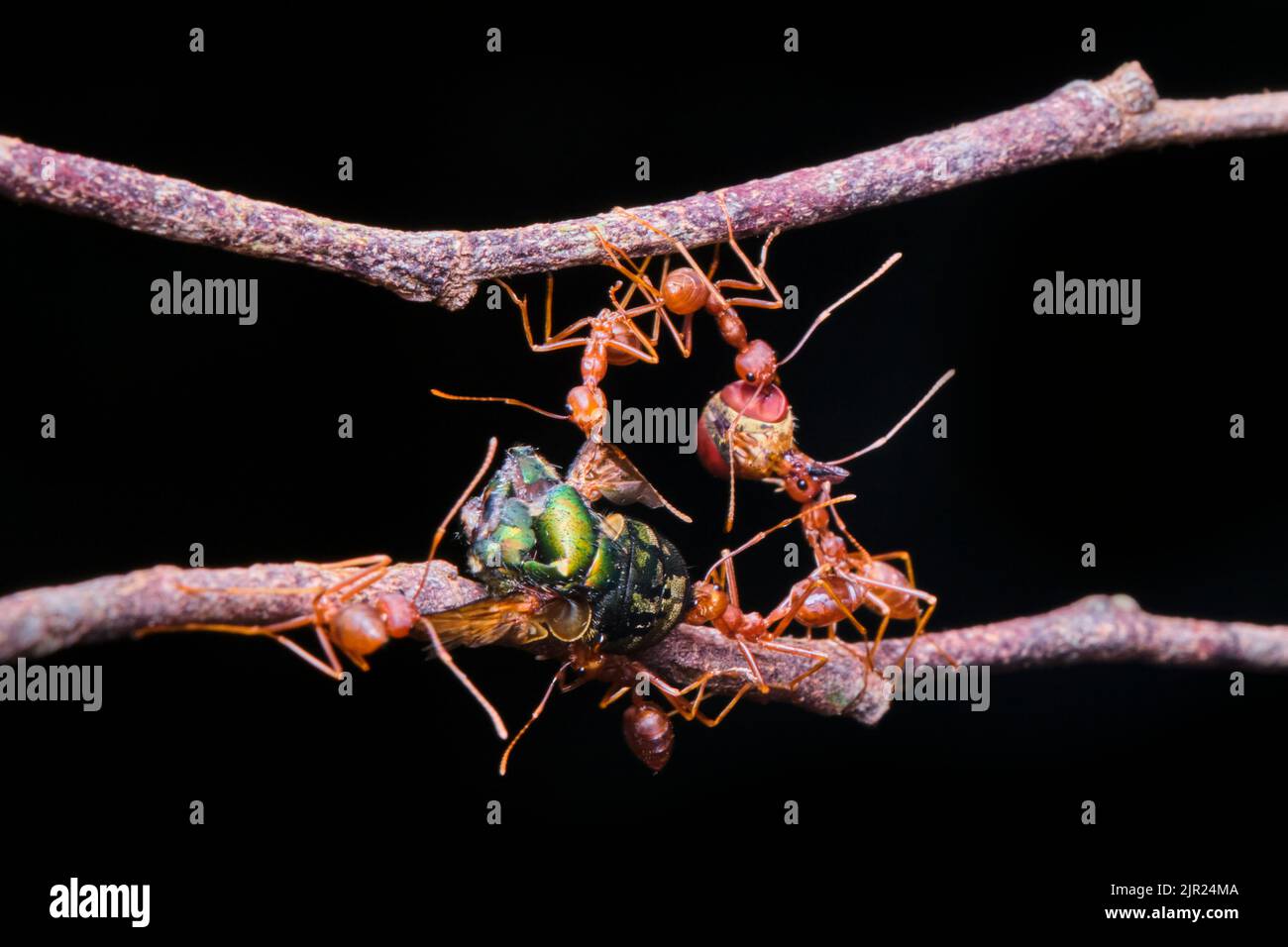 Schöne Ameisen in einem Park in Ho Chi Minh City Stockfoto