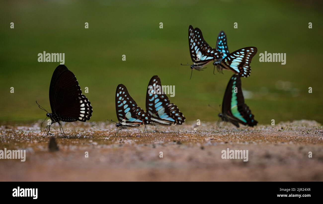 Wunderschöne Schmetterlinge am Bach im Ma Da Wald, Provinz Dong Nai, Vietnam Stockfoto