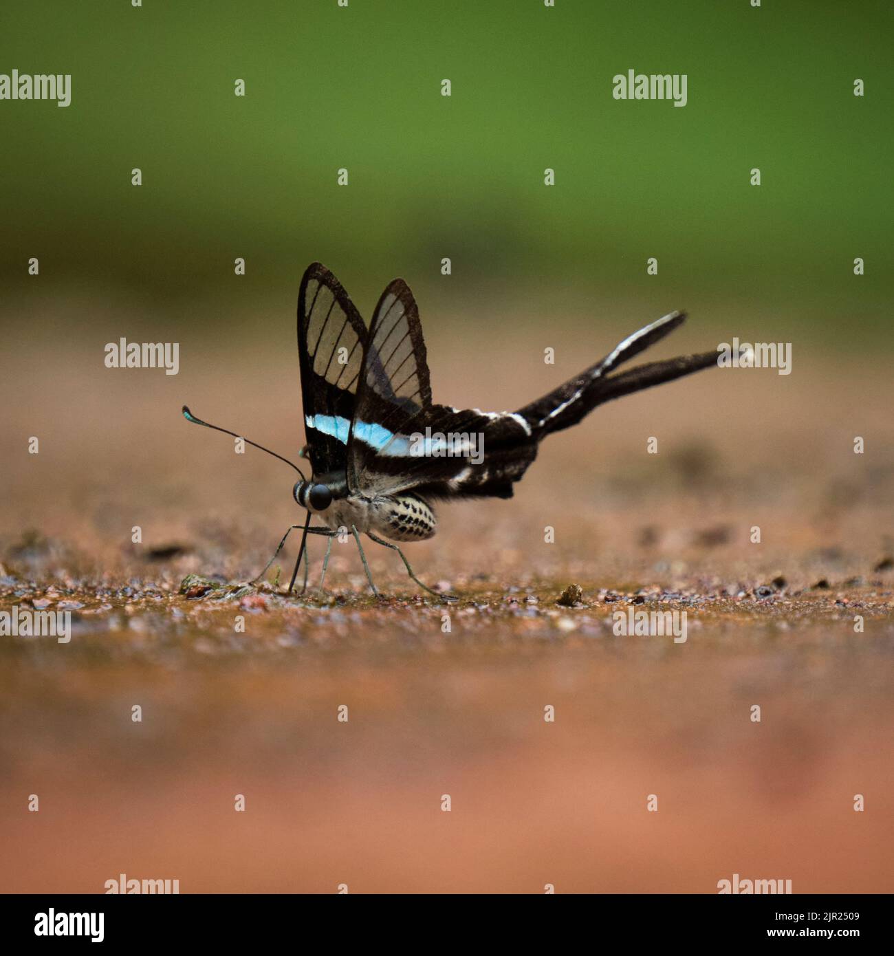 Wunderschöne Schmetterlinge am Bach im Ma Da Wald, Provinz Dong Nai, Vietnam Stockfoto