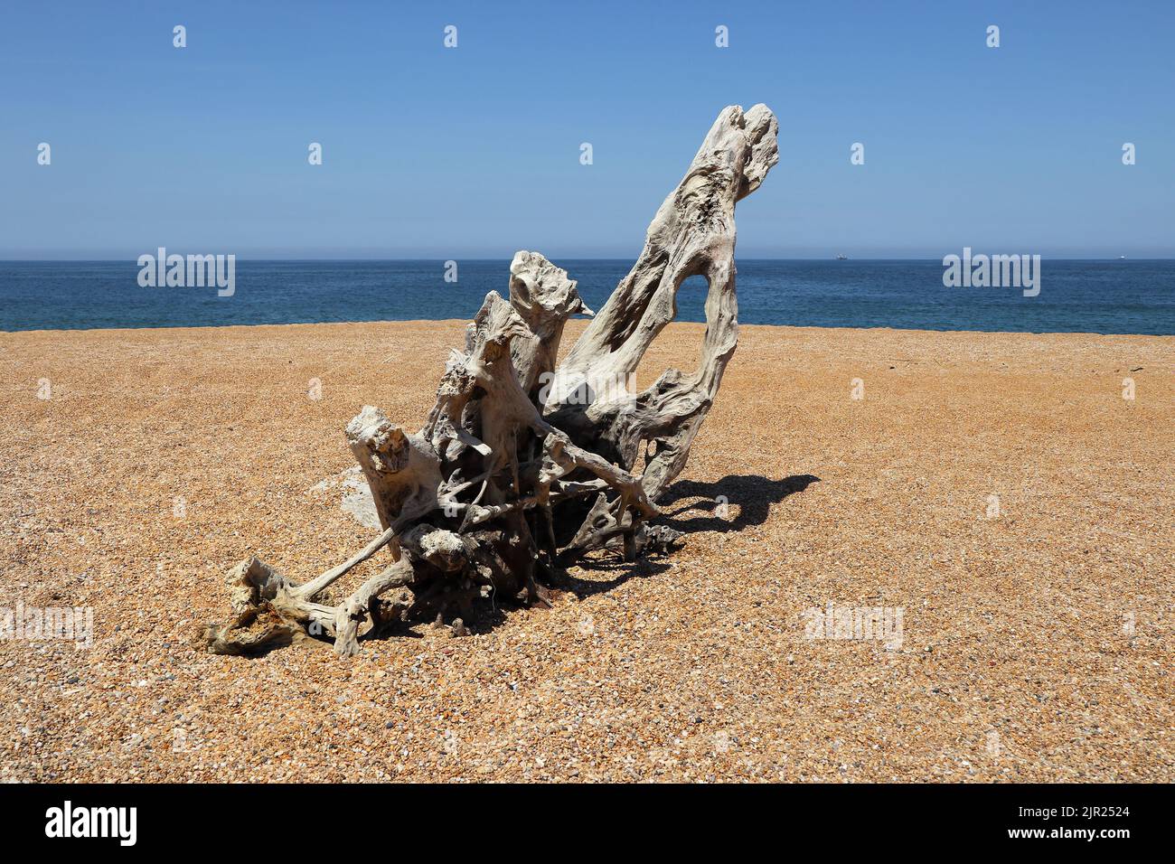 Großes Stück Baumwurzel Treibholz ein verlassener Strand, Capbreton, Landes, Südwesten, Frankreich Stockfoto