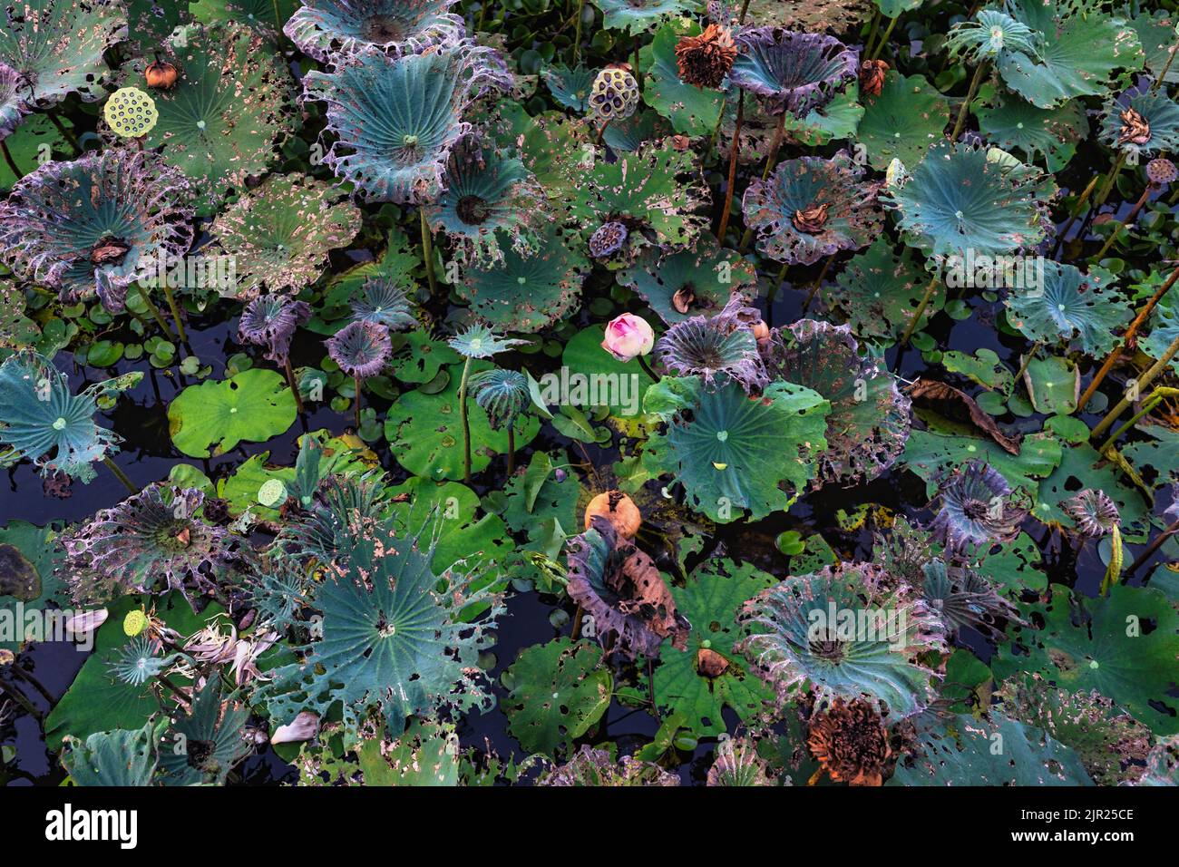 Ende der Blüte in einem Lotusfeld, Samen und beschädigte Blätter bilden eine strukturierte natürliche Tapete . Stockfoto