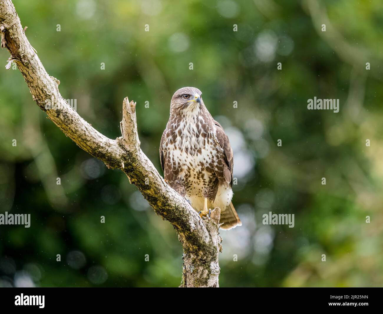 Bussard in Mid Wales Stockfoto
