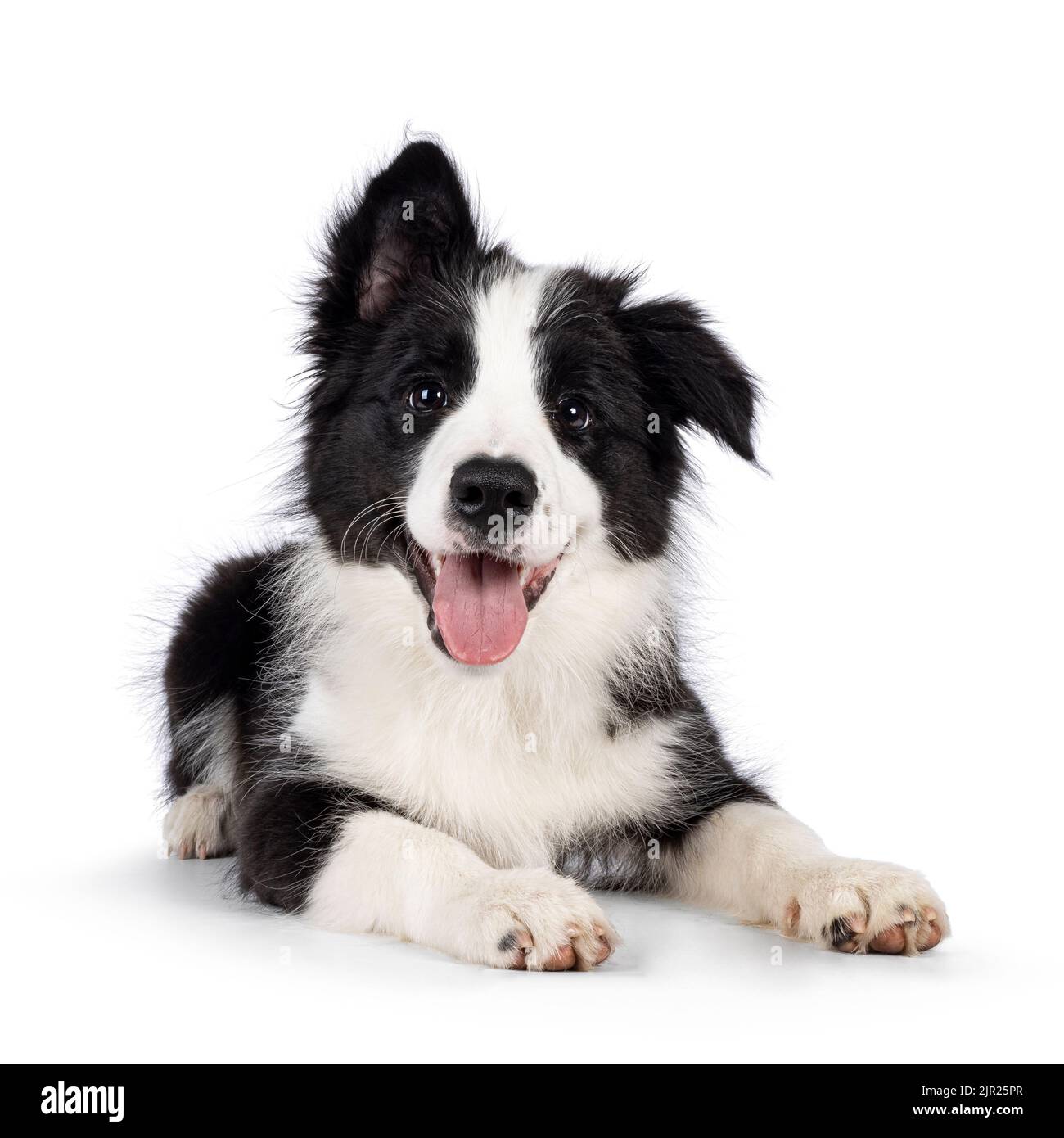 Super liebenswert typisch schwarz mit weißen Rand Colie Hund Welpen, legt sich nach vorne. Mit den süßesten Augen auf die Kamera schauen. Rosa Zunge heraus Stockfoto