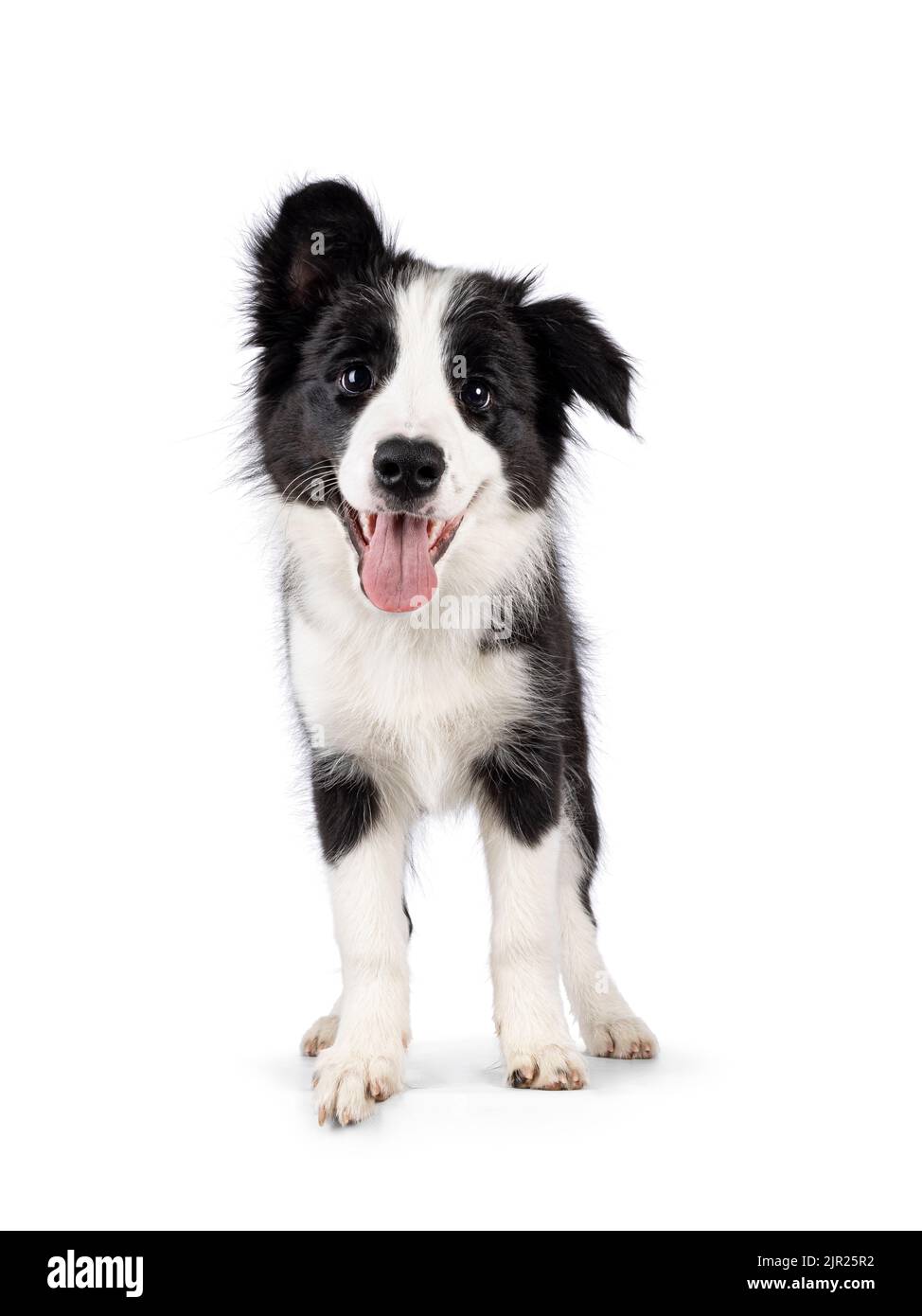 Super liebenswert typisch schwarz mit weißen Rand Colie Hund Welpen, aufstehen mit Blick nach vorne. Mit den süßesten Augen auf die Kamera schauen. Rosa Zunge heraus Stockfoto