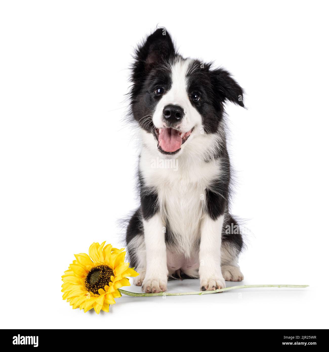 Super liebenswert typisch schwarz mit weißen Rand Colie Hund Welpen, sitzen nach vorne mit gefälschten Sonnenblume. Mit der süßesten Ey in Richtung Kamera schauen Stockfoto