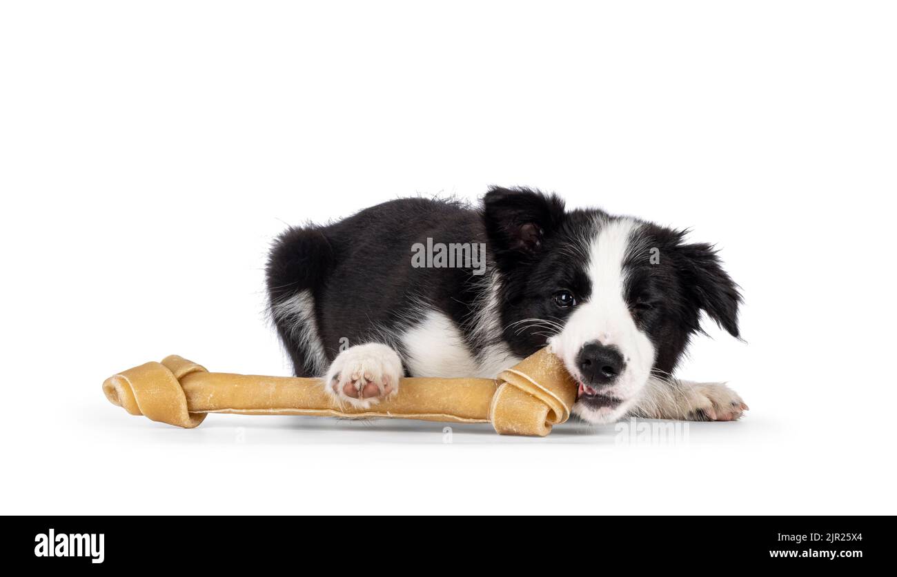 Super liebenswert typisch schwarz mit weißen Rand Colie Hund Welpen, legt sich kauen auf großen Knochen. Blick auf die Kamera mit geschlossenem Auge. Isoliert ein Stockfoto