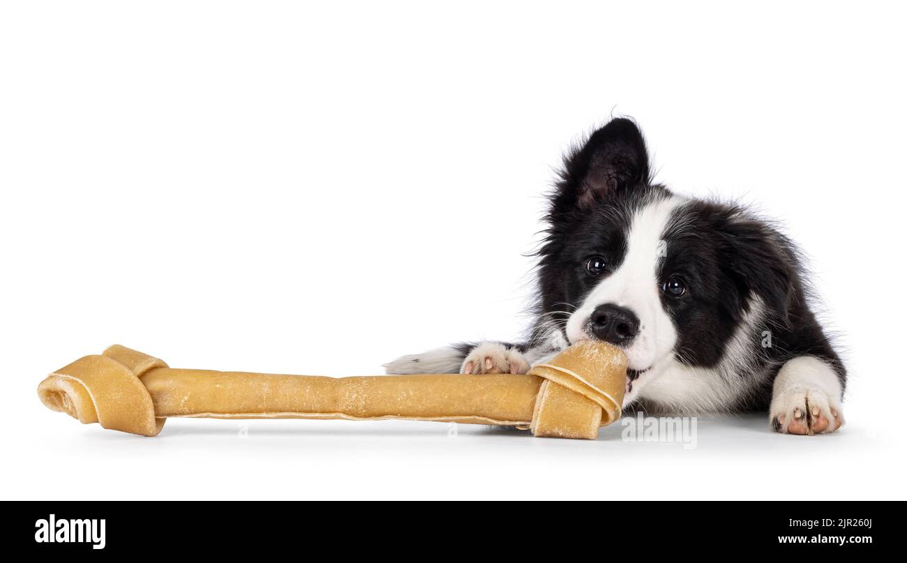 Super liebenswert typisch schwarz mit weißen Rand Colie Hund Welpen, legt sich kauen auf großen Knochen. Blick auf die Kamera mit süßen, glänzenden Augen. Isoliert Stockfoto