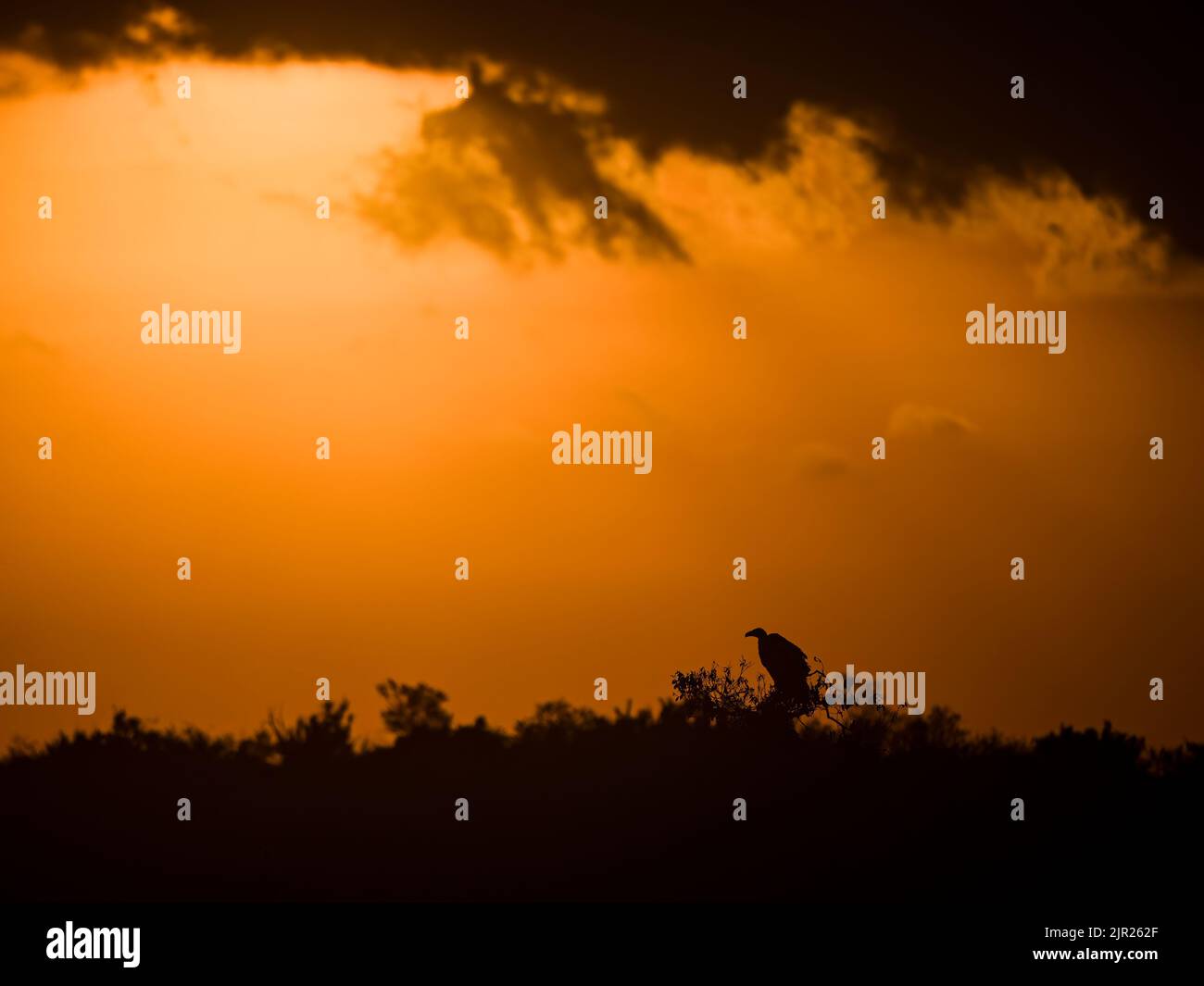 Afrikanischer Weißrückengeier bei Sonnenuntergang in Kenia, Ostafrika Stockfoto