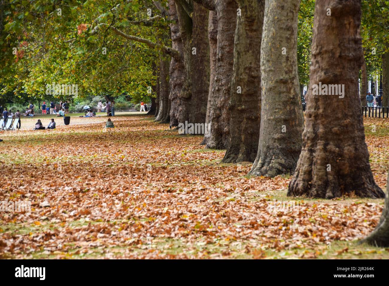 London, Großbritannien. 21.. August 2022. Tote Blätter bedecken den St. James's Park im Zentrum Londons und erinnern an den Herbst. Hitzewellen und Dürrezustände infolge des Klimawandels führen dazu, dass Bäume früh Blätter vergießen. Kredit: Vuk Valcic/Alamy Live Nachrichten Stockfoto