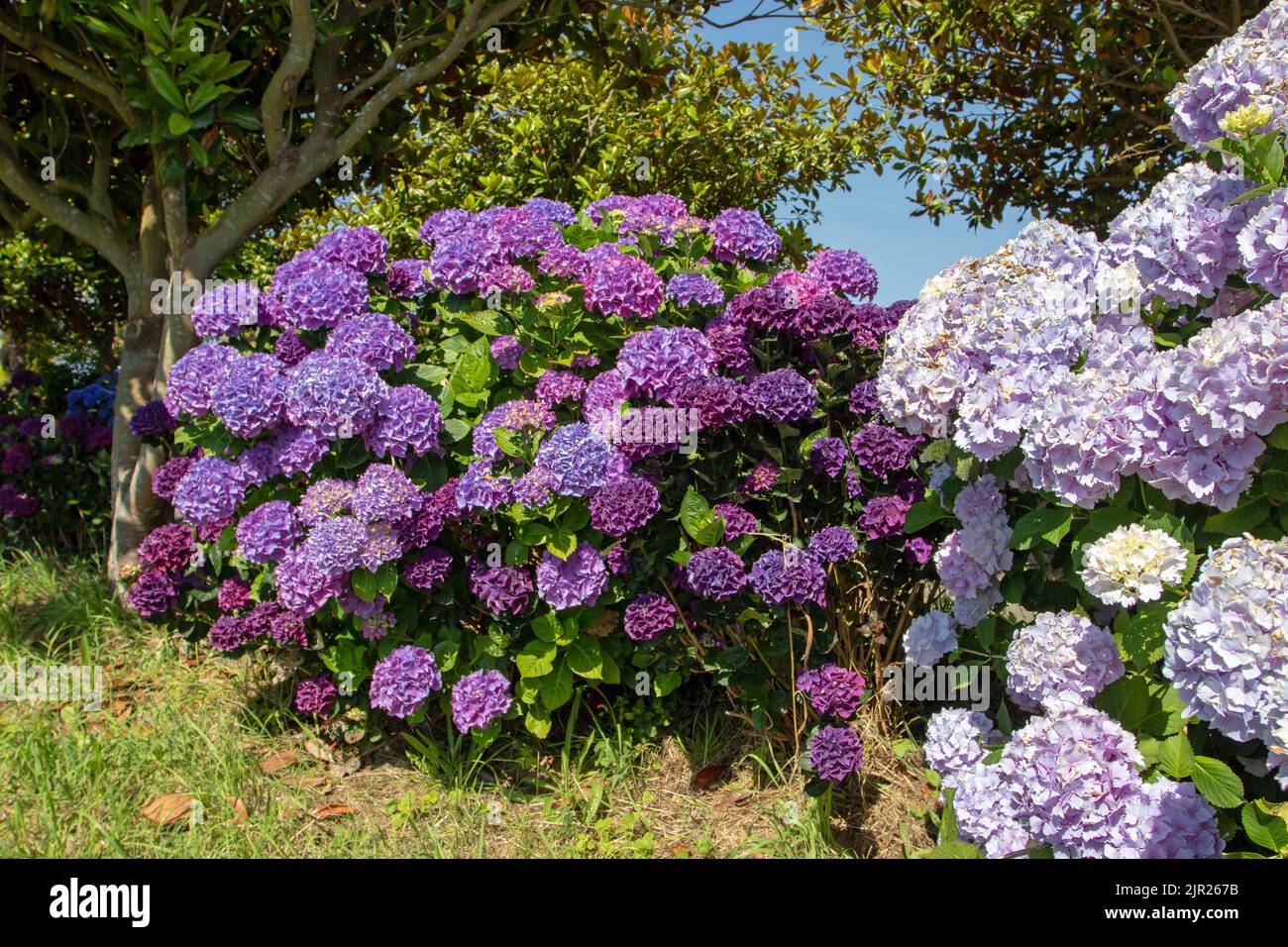 Hellrosa und dunkelviolette Hortensien macrophylla Blüten. Hortensia blühende Pflanze im sonnigen Garten. Stockfoto