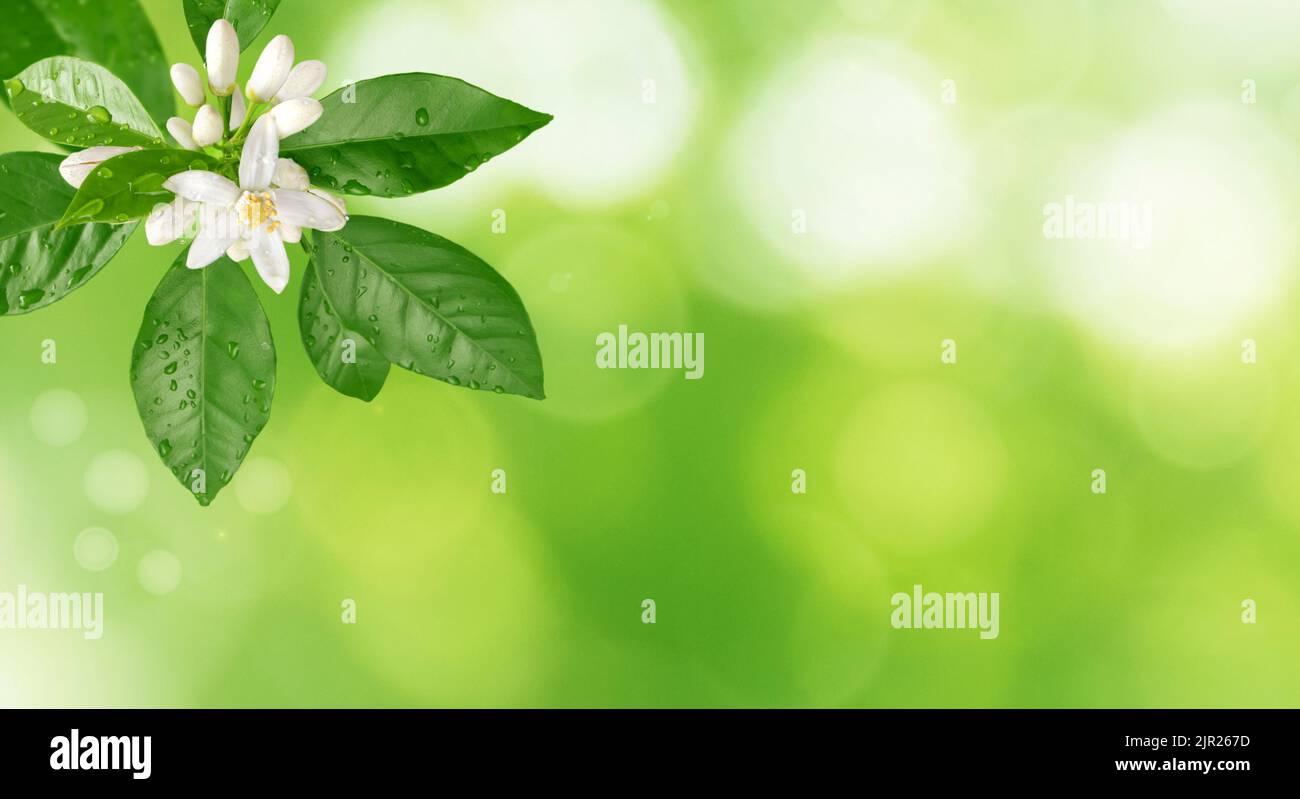 Orangenbaumblütenzweig mit weißen Blüten, Knospen, Blättern und Wassertropfen auf dem glitzernden, verschwommenen Hintergrund des Frühlings. Neroli-Zitrusblüte. Stockfoto