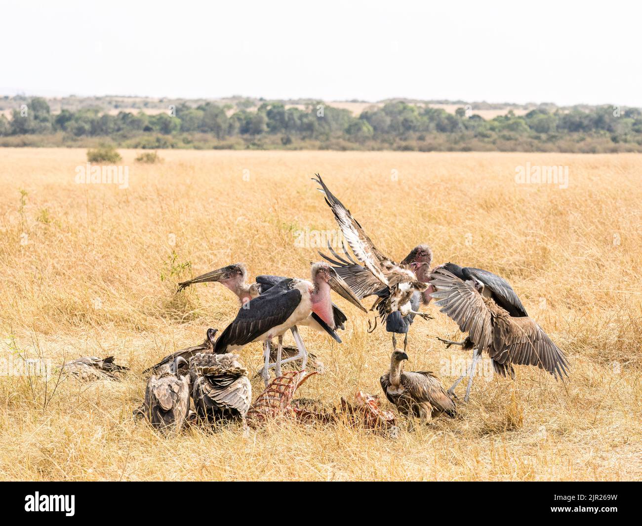 Marabou-Storch in Kenia, Ostafrika Stockfoto