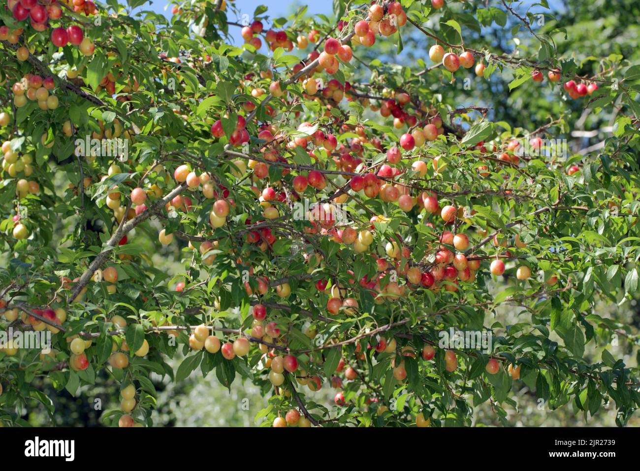 Wilde Pflaumenbäume reifen auf dem Baum in gelb und schwarz. Stockfoto