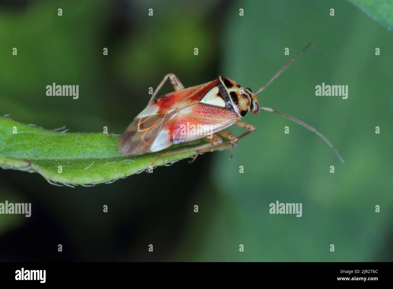 Lygus Bug bilden die Familie Miridae Stockfoto