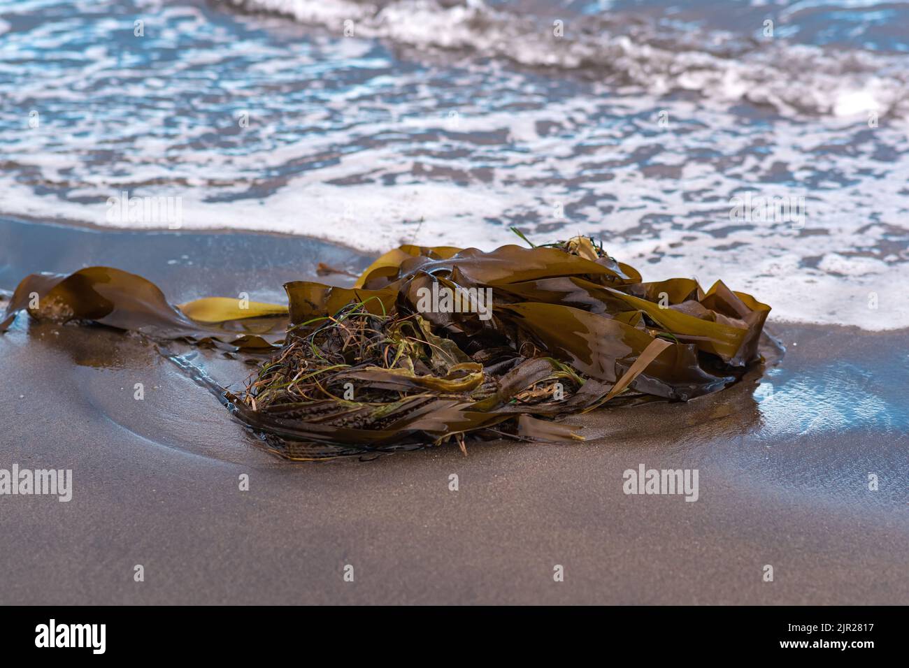 Die Seetang-Algen werden von den Wellen an der Küste des Ozeans an Land gespült Stockfoto