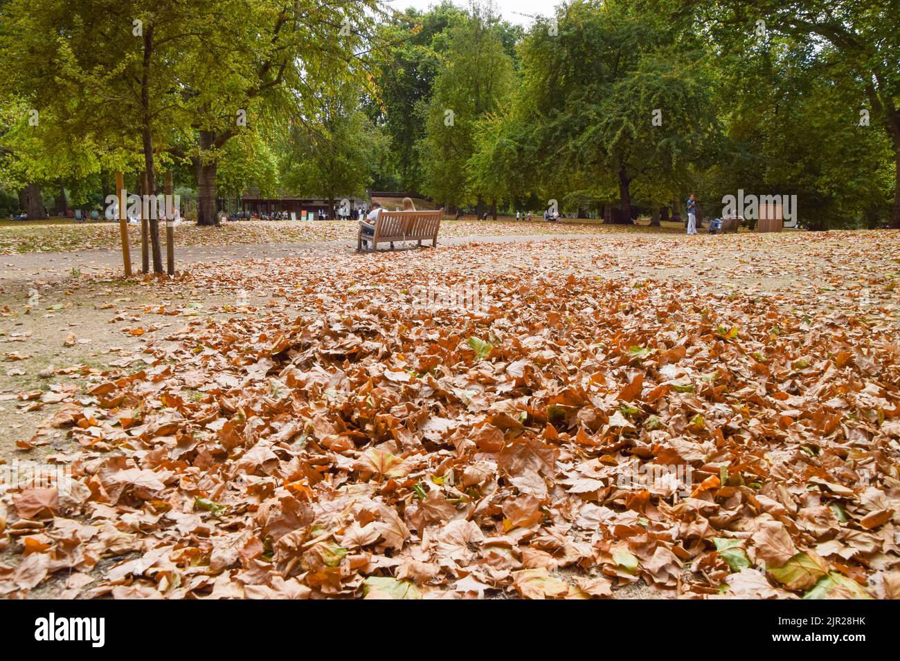 London, England, Großbritannien. 21. August 2022. Tote Blätter bedecken den St. James's Park im Zentrum Londons und erinnern an einen Sturz. Hitzewellen und Dürrezustände infolge des Klimawandels führen dazu, dass Bäume früh Blätter vergießen. (Bild: © Vuk Valcic/ZUMA Press Wire) Stockfoto