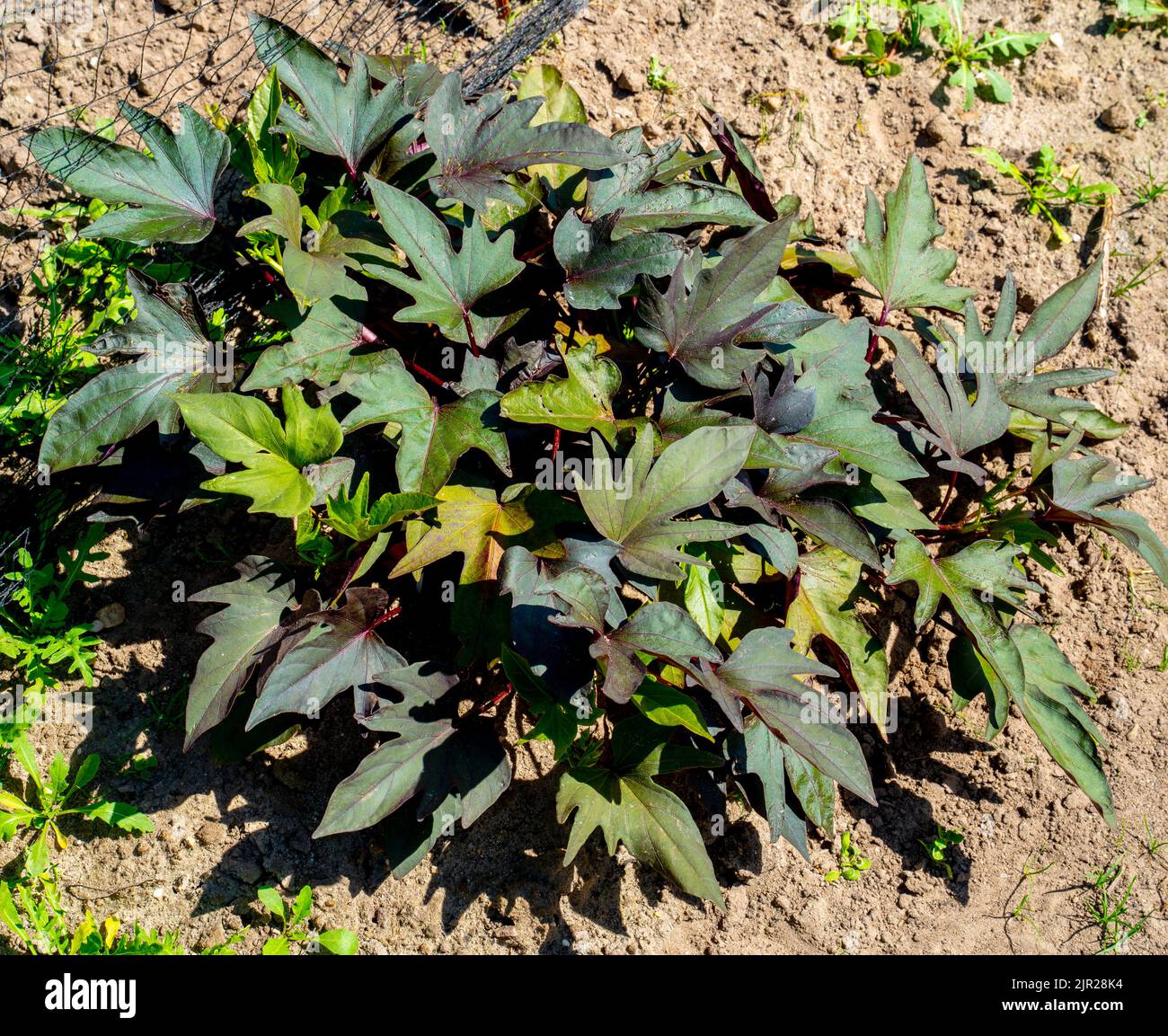 Nahaufnahme der Süßkartoffelpflanze, die in einem Garten wächst (Ipomoea batatas) Stockfoto