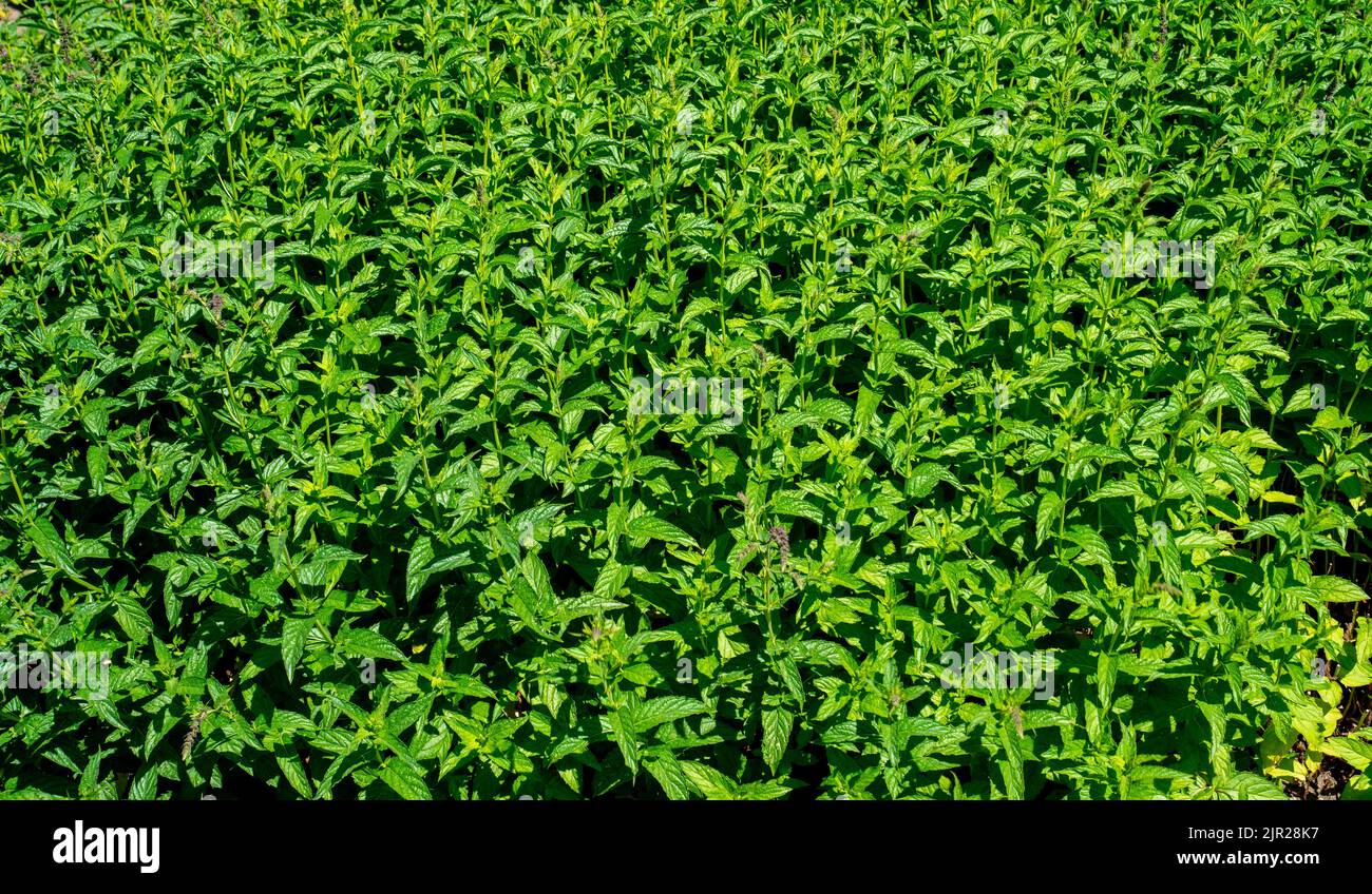 Nahaufnahme der in einem Garten wachsenden Pfefferminze (Mentha spicata) Stockfoto