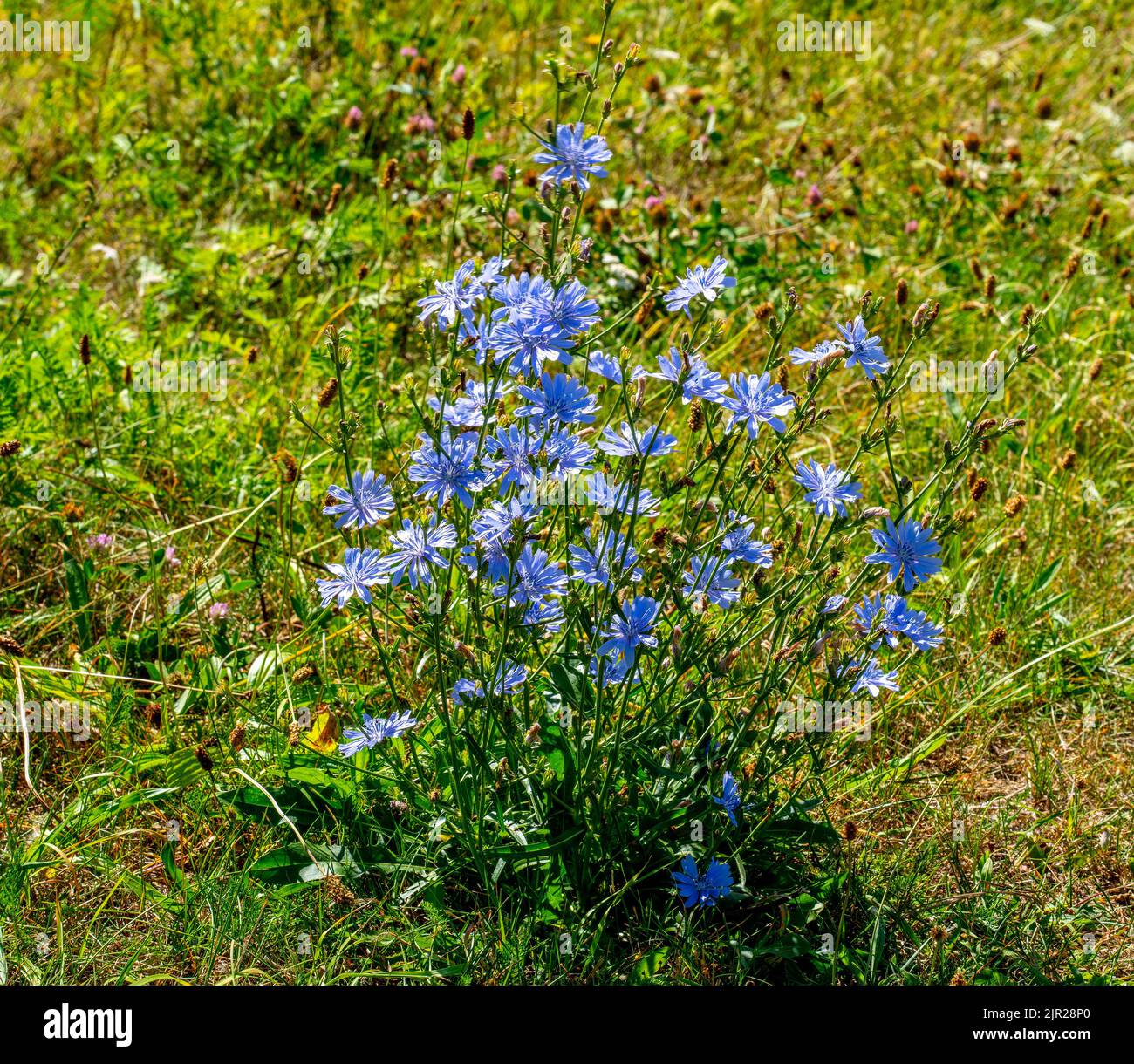 Nahaufnahme eines gemeinsamen Chicorée (Cichorium Intybus) Stockfoto
