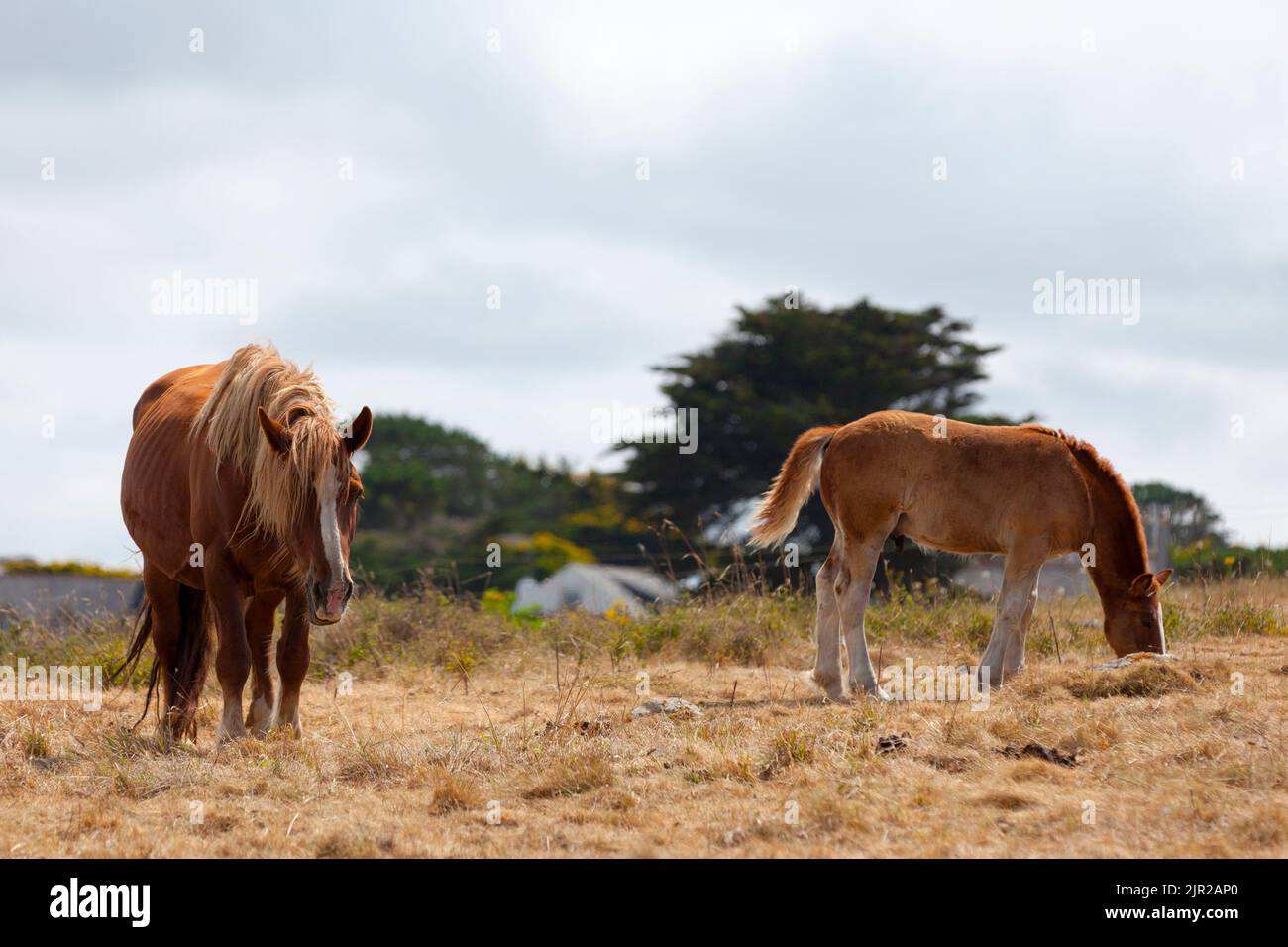 Das Postier Breton, ein Juwel in der Krone des Viehbestandes, war ursprünglich ein Postpferd, das sowohl zum Teaming als auch zur Feldarbeit verwendet wurde. Stockfoto