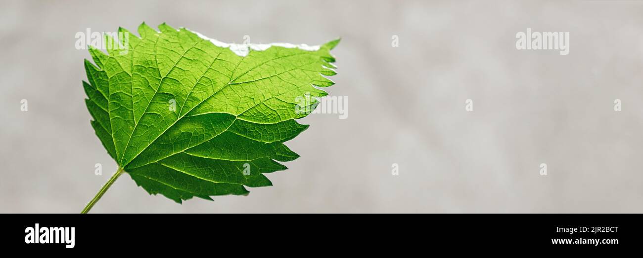Banner aus einem grünen Brennnesselblatt auf grauem Hintergrund. Direktansicht. Heilpflanze. Verwendet in der Volksmedizin, Homöopathie, Kosmetologie, Phytotherapie. Speicherplatz Kopieren. Weicher, selektiver Fokus Stockfoto