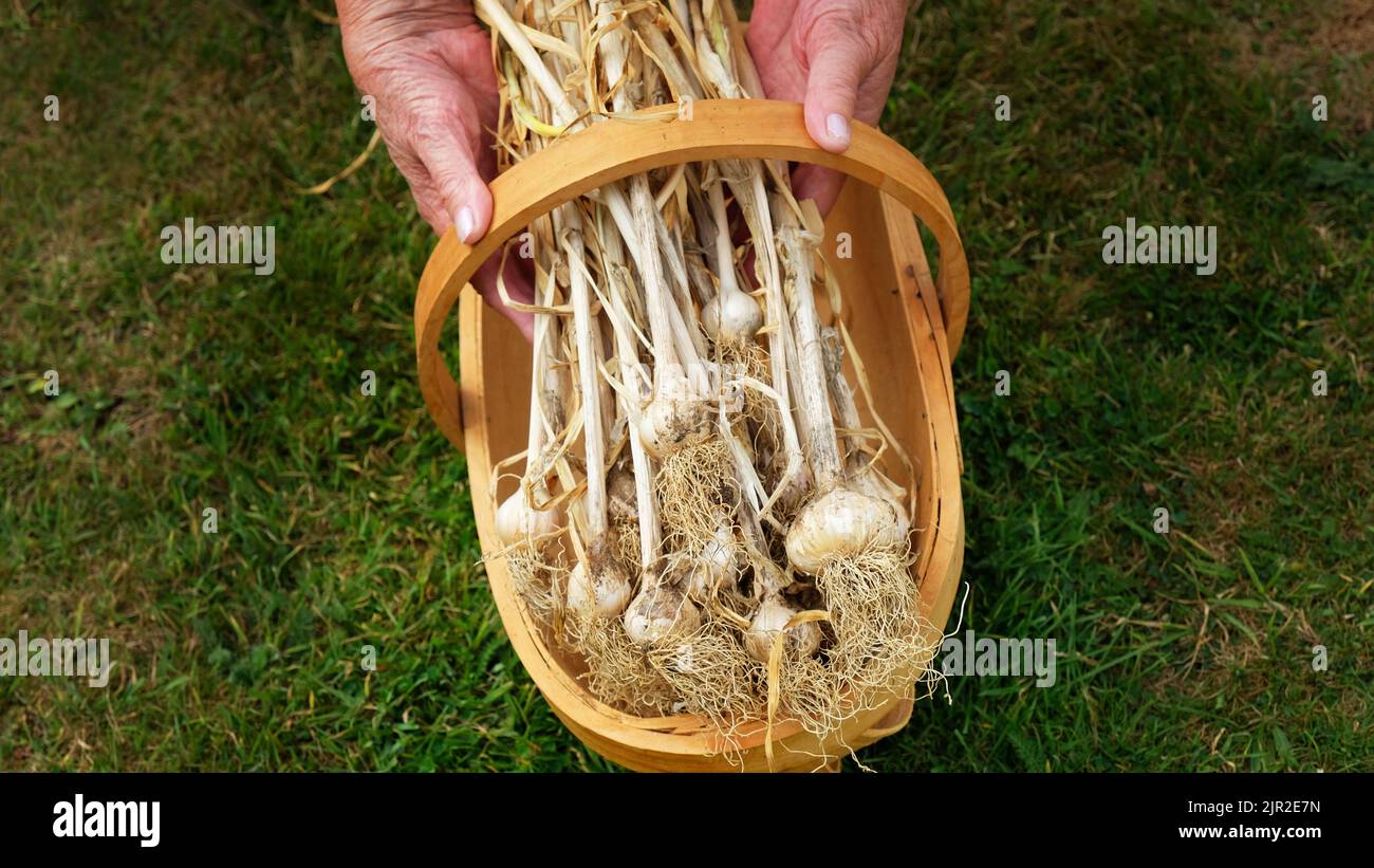 Weibliche Hand hält frisch geernteten Knoblauch aus dem Garten - John Gollop Stockfoto