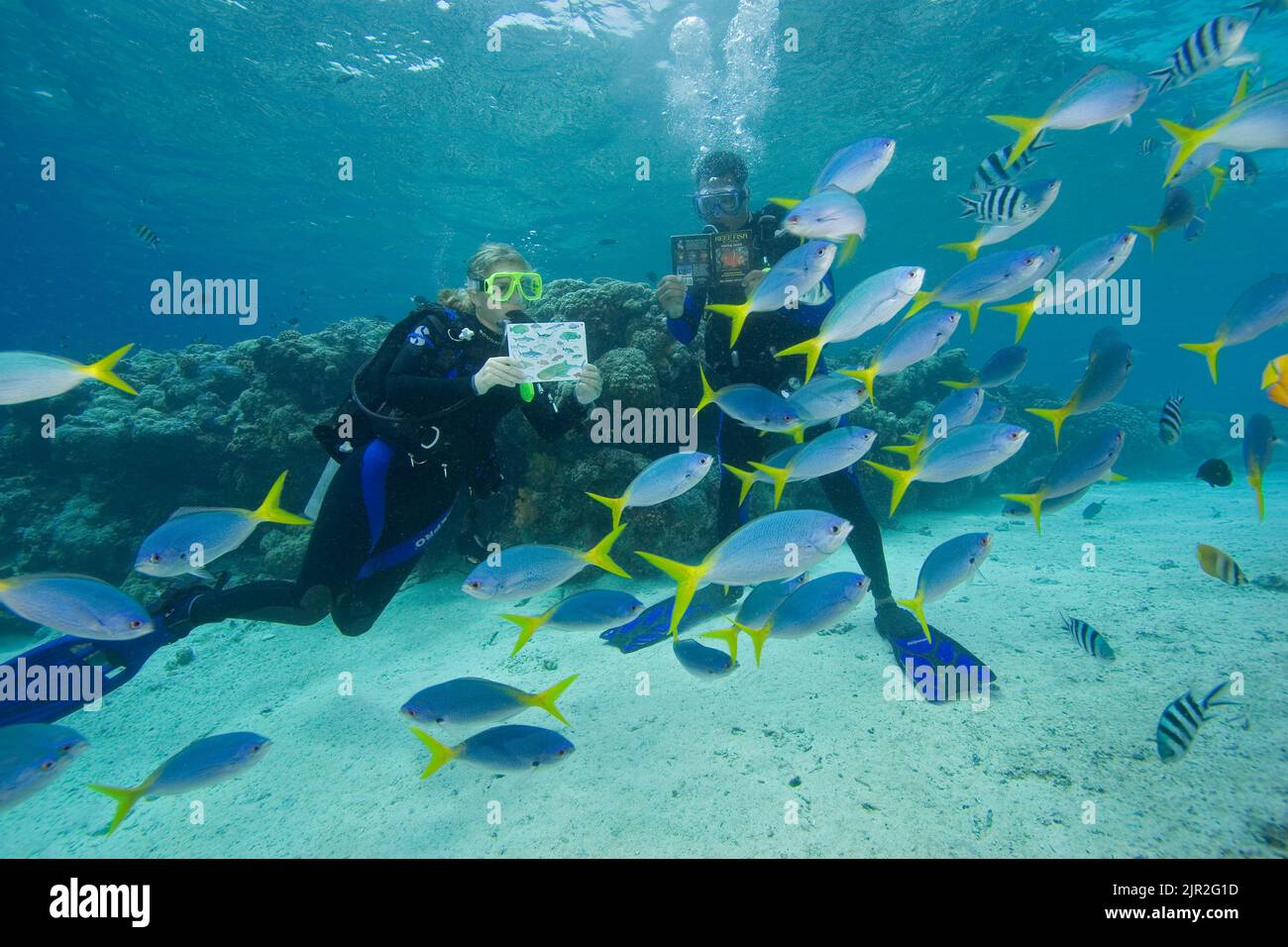 Taucher (MR) mit Fischkennzeichnung/-Karte. Palau, Mikronesien. Stockfoto