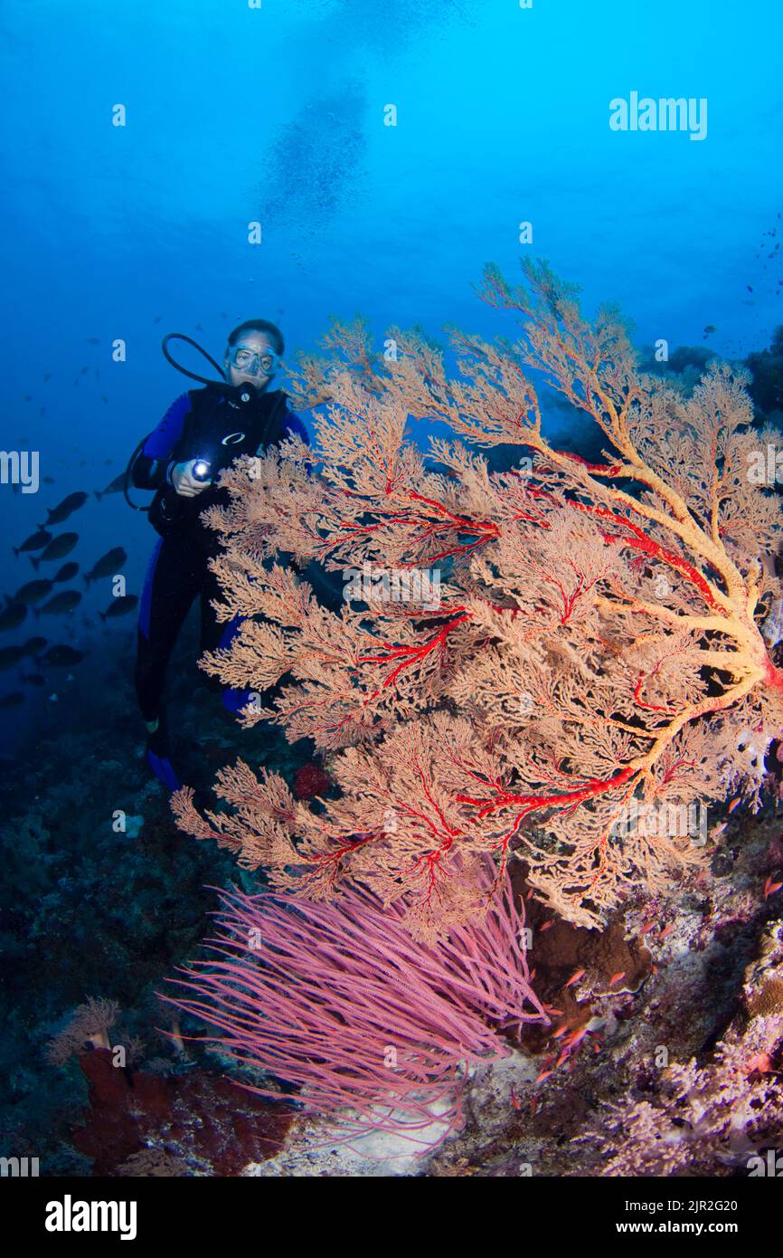 Diver (MR) mit Gorgonien coral Ventilator und Peitsche, Koralle, Tubbataha Riff, Philippinen. Stockfoto