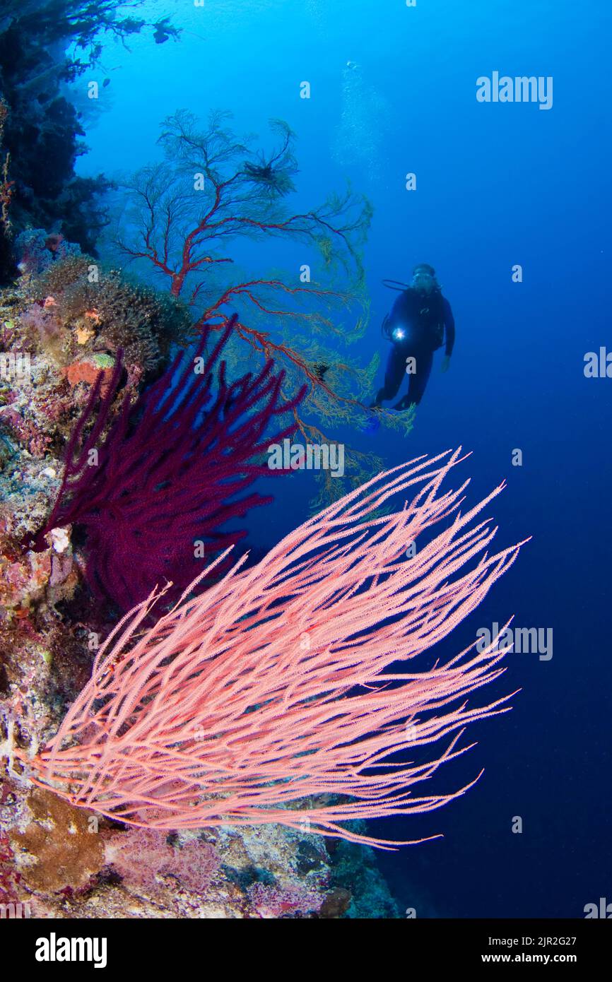 Diver (MR) Gorgonien und Peitsche, Koralle, Tubbataha Riff, Philippinen. Stockfoto