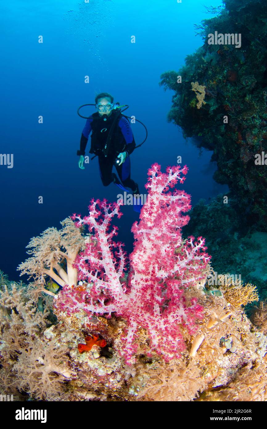 Diver (MR) und alcyonarian Coral. Tubbataha Riff, Philippinen. Stockfoto
