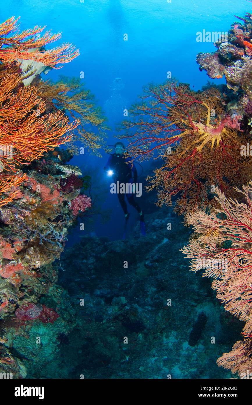 Diver (MR) am Eingang zu einem Unterwasser Canyon gefüllt mit Gorgonien Korallen. Tubbataha Riff, Philippinen. Stockfoto