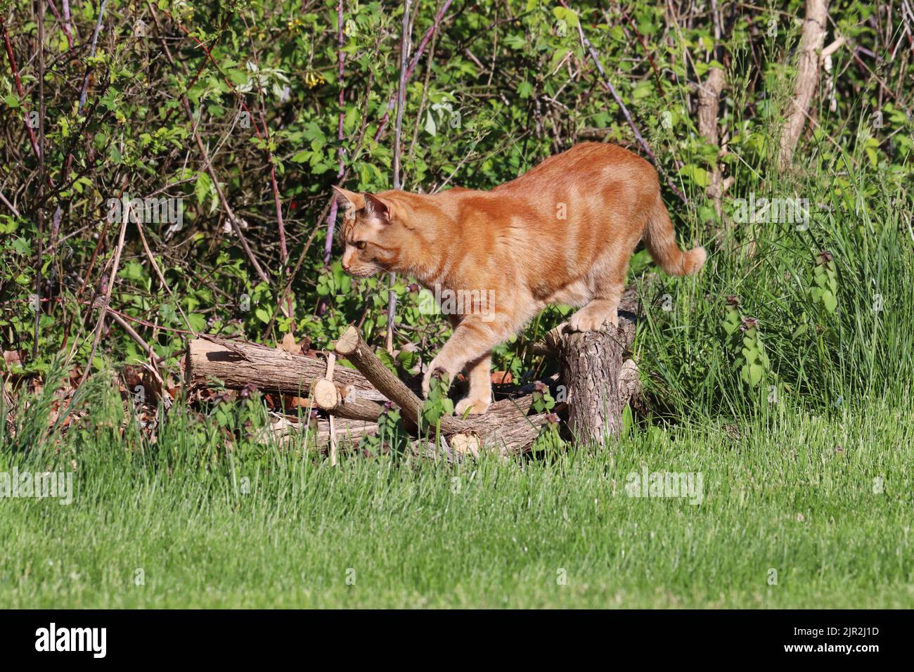 Eine kupferäugige, männliche orange Hauskurzhaarkatze (Felis catus), die draußen auf einem Holzhaufen steht und nach Beute sucht Stockfoto
