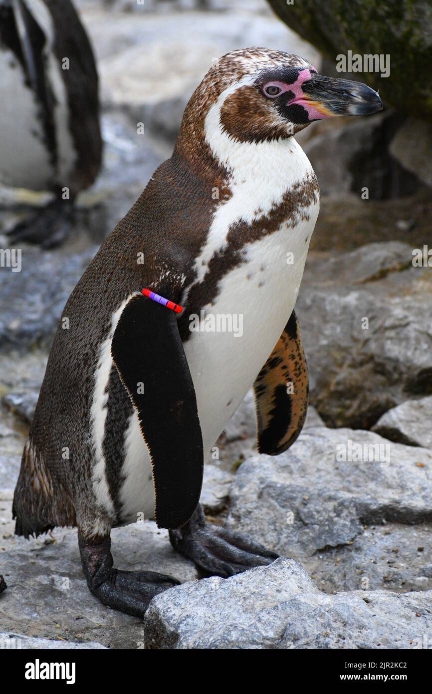 Der Humboldt-Pinguin Spheniscus humboldti wird auch als peruanischer Pinguin oder Patranca bezeichnet und ist ein südamerikanischer Pinguin, der an der Küste Chiles und Perus brütet. Stockfoto