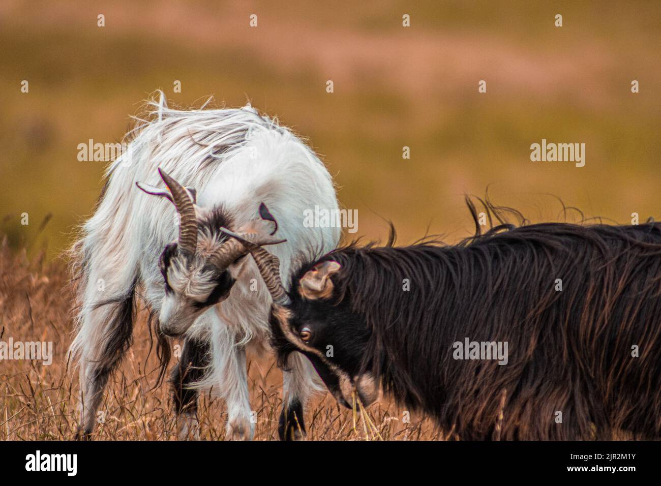 Ein selektiver Fokus von weißen und schwarzen Landrassen-Ziegen, die miteinander kämpfen Stockfoto