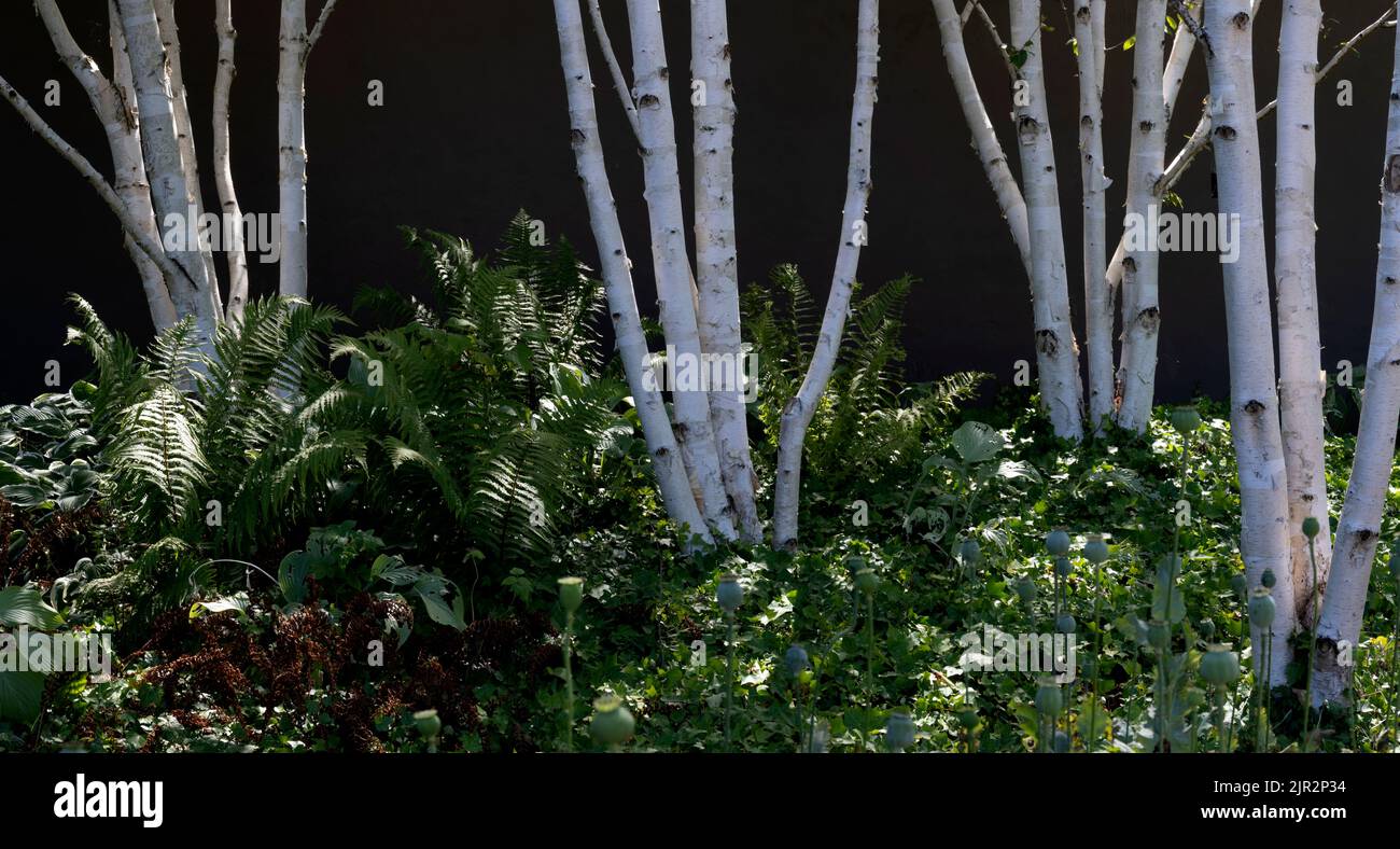 Silberne Birken, die im Sonnenlicht glänzen - (Betula pendula) Stockfoto