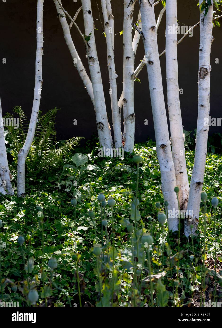 Silberne Birken, die im Sonnenlicht glänzen - (Betula pendula) Stockfoto