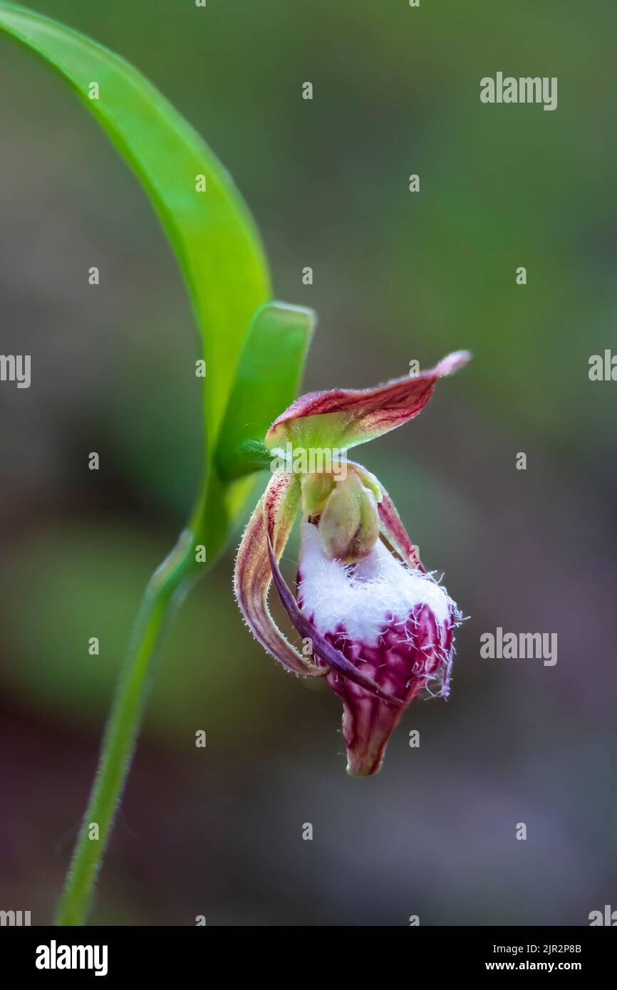 Der RAM's Head Lady's Slipper blüht im Brokenhead Wetlands Ecological Reserve, Manitoba, Kanada. Stockfoto