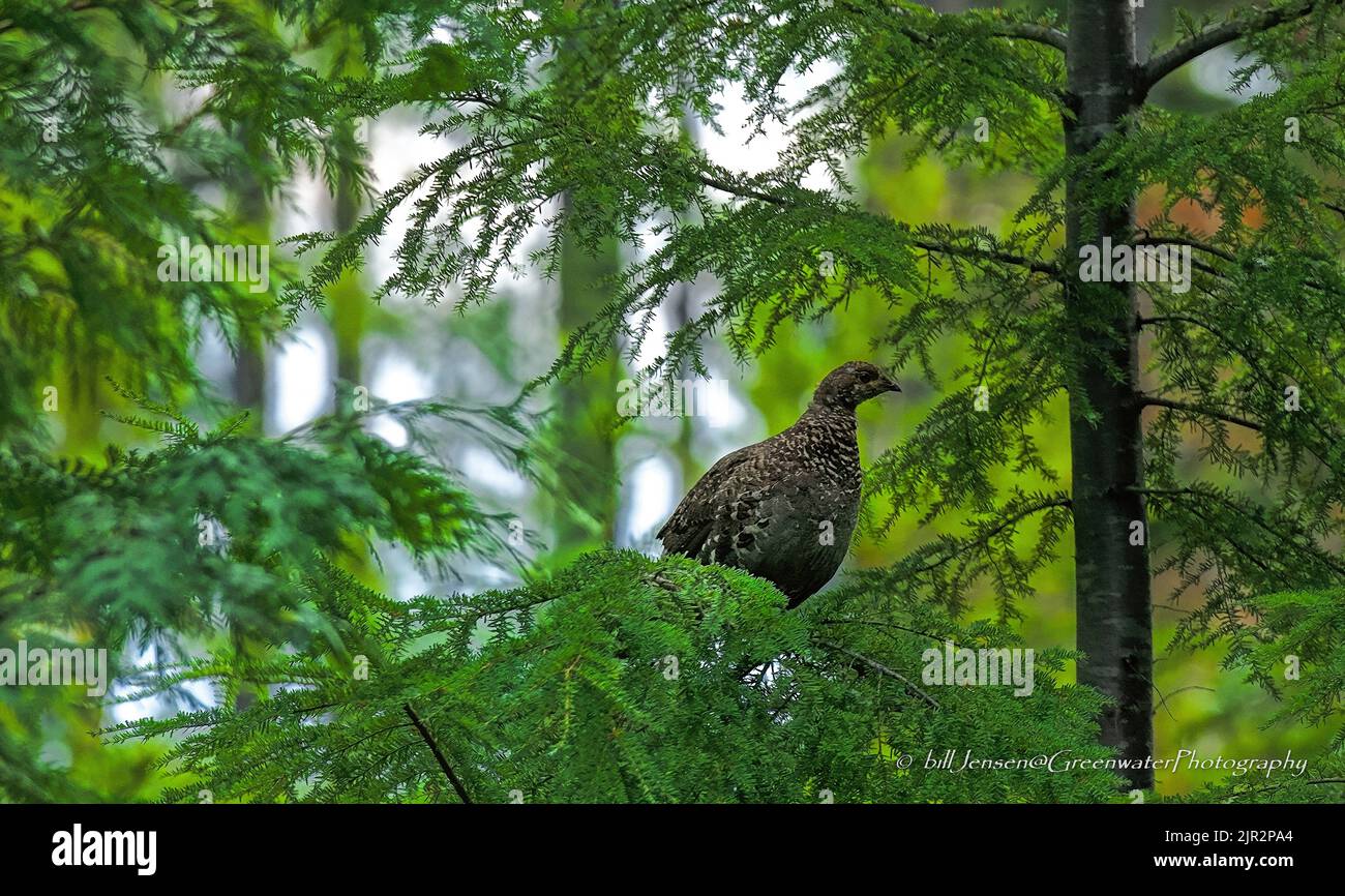 Blue Grouse Stockfoto
